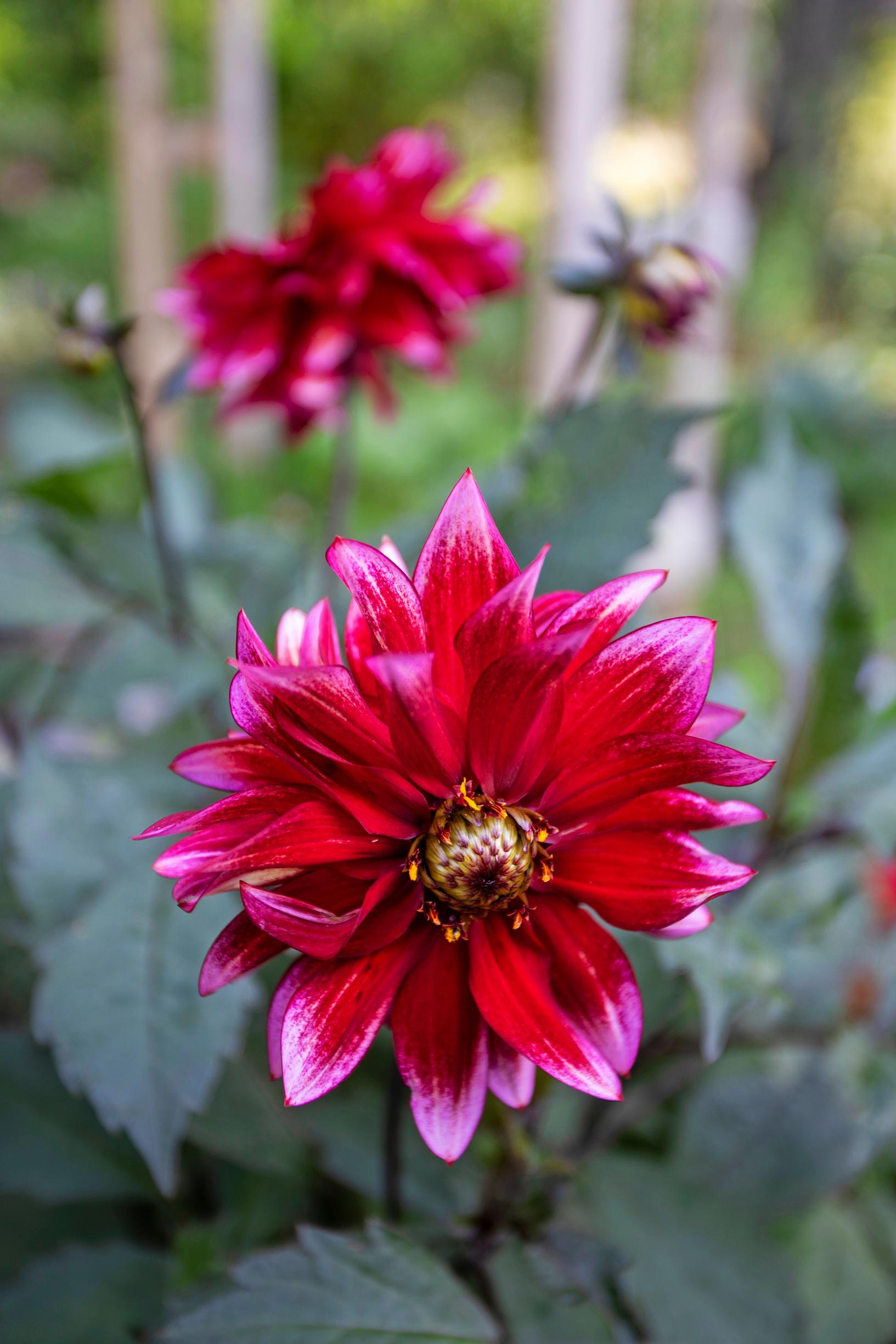 Red dahlia in the apartment building garden