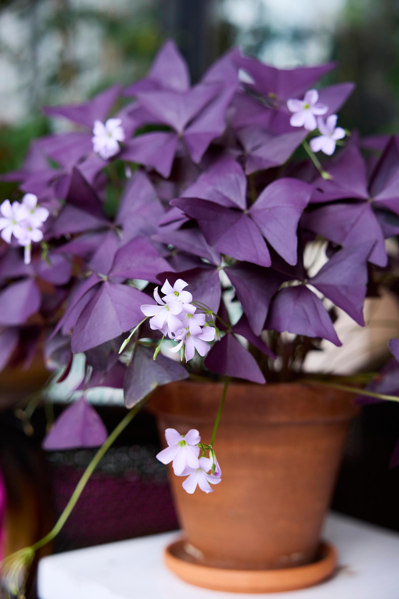 Interior designer’s balcony: bloodleaf