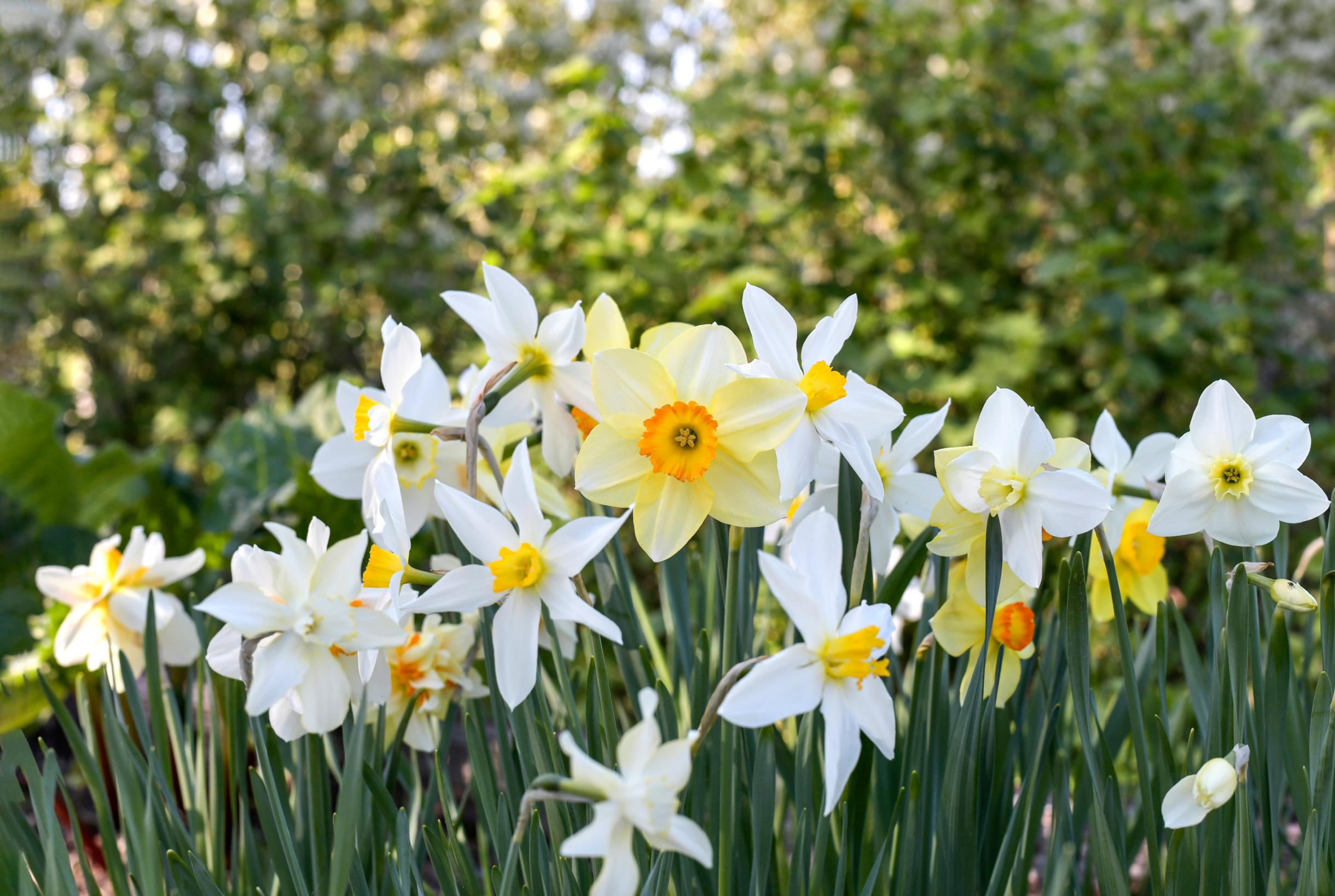 Daffodils in the garden