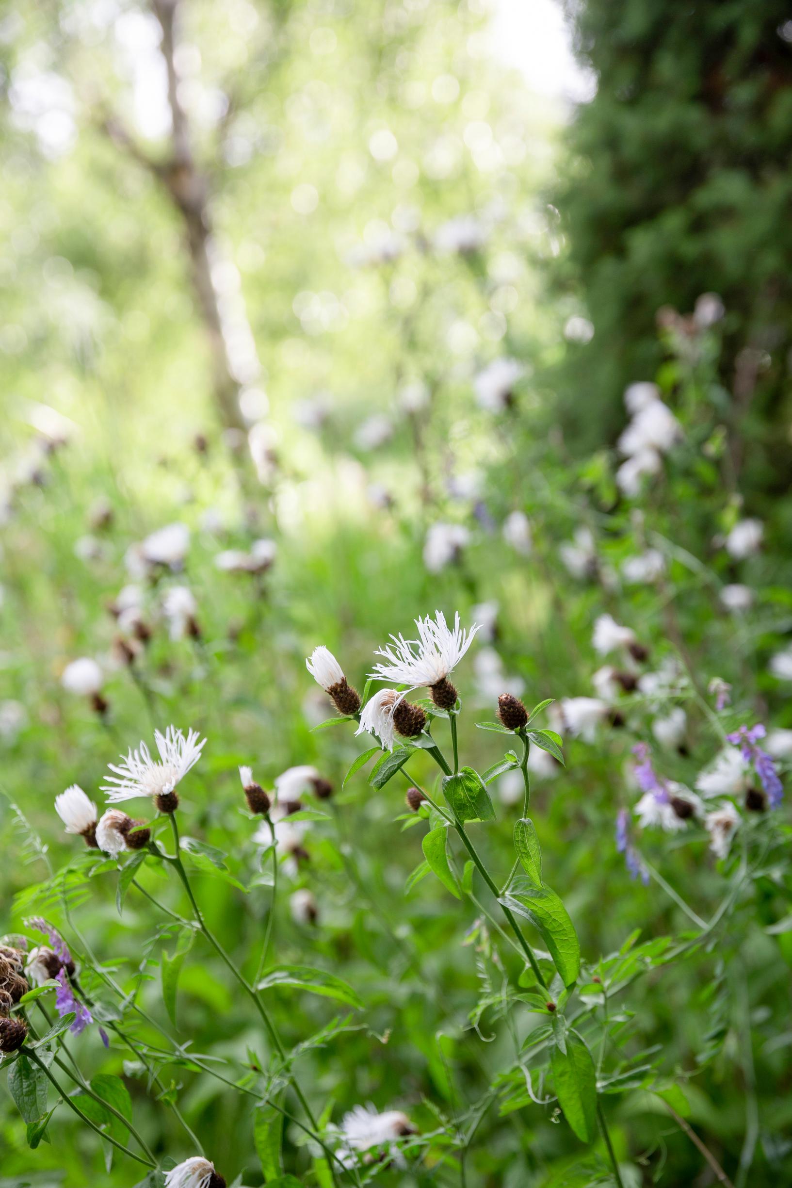 white meadow knapweed, Centaurea phrygia f. albiflora