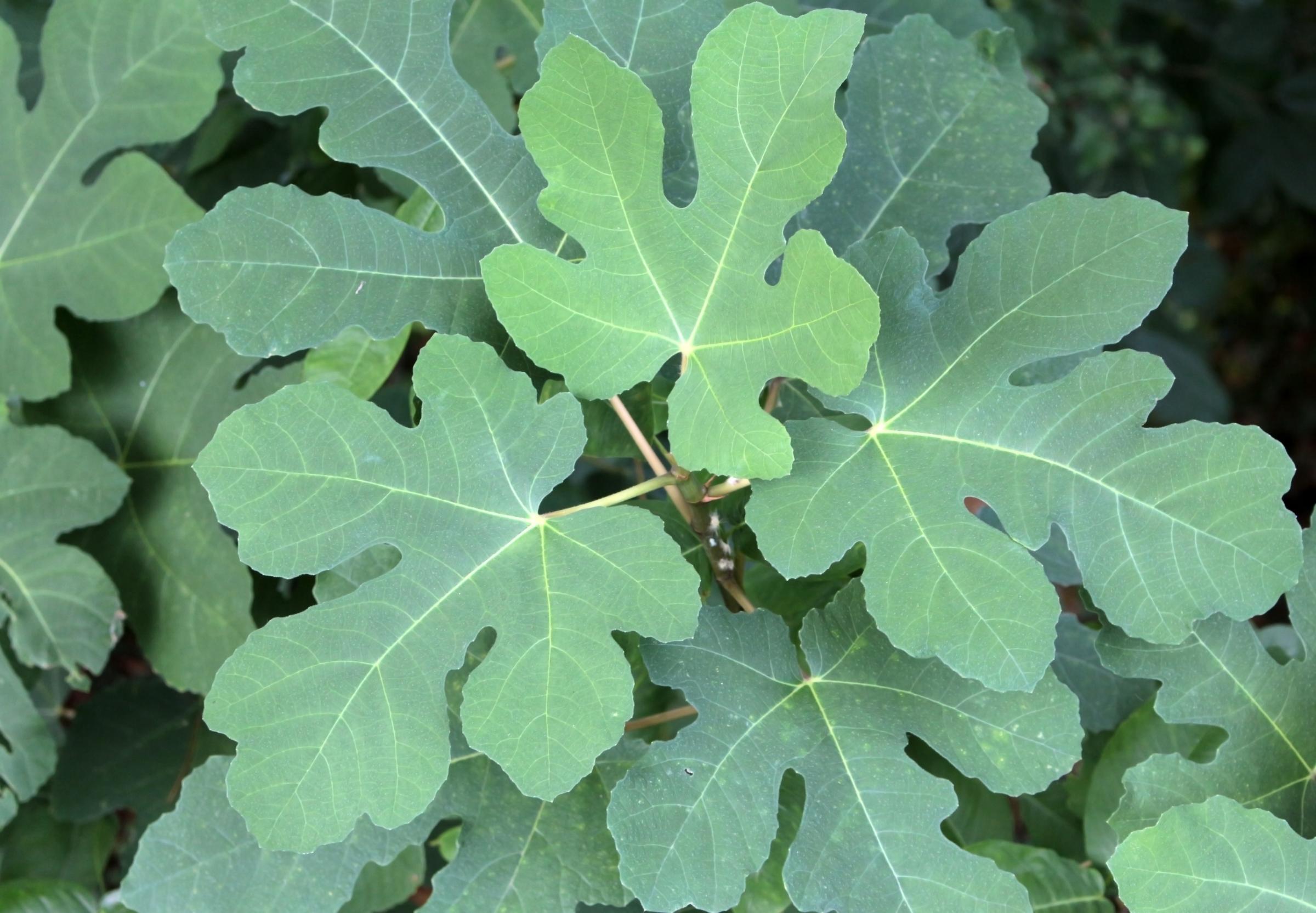 Ficus plant care