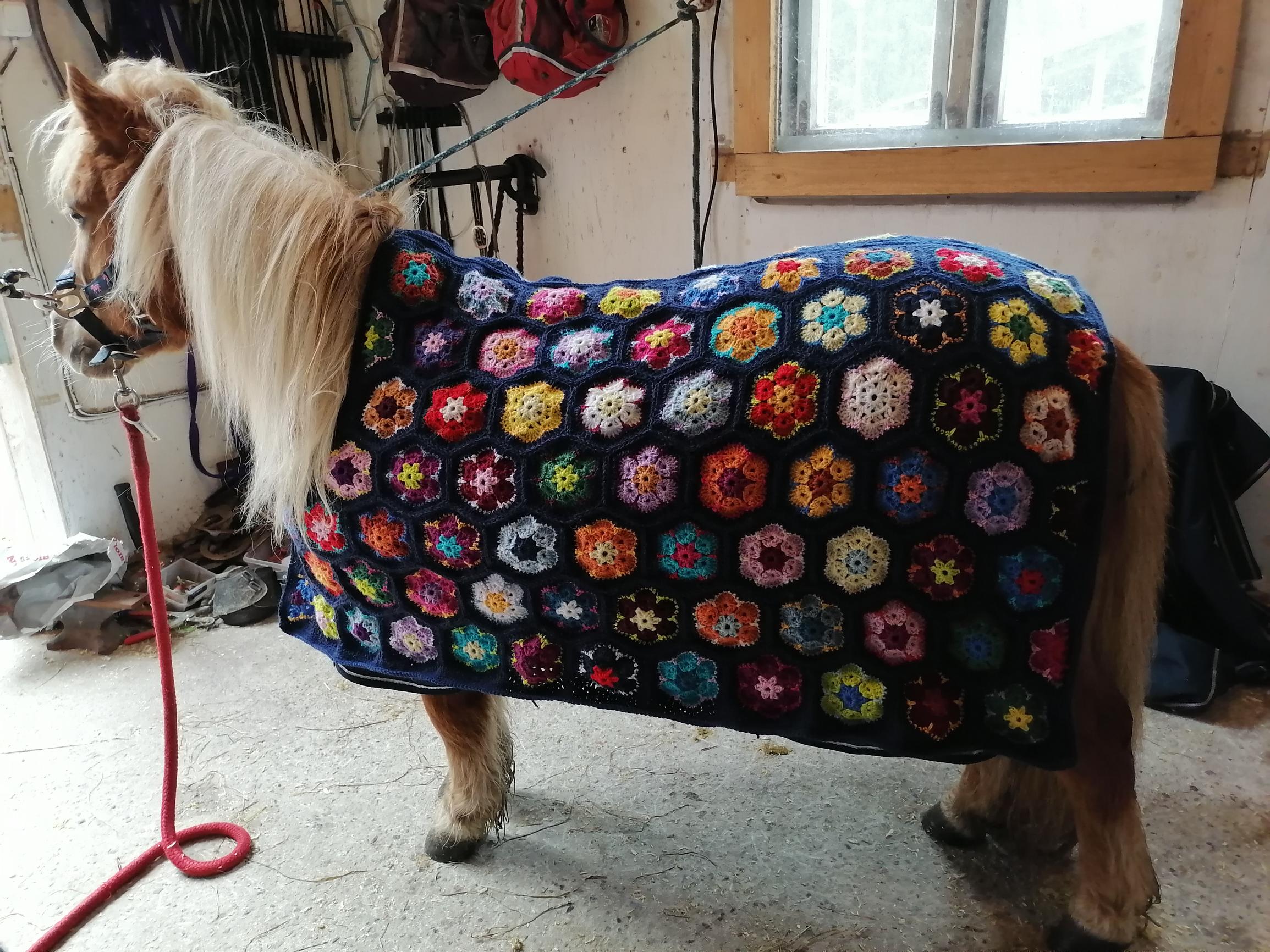 Ylläri the pony wearing a crocheted floral blanket