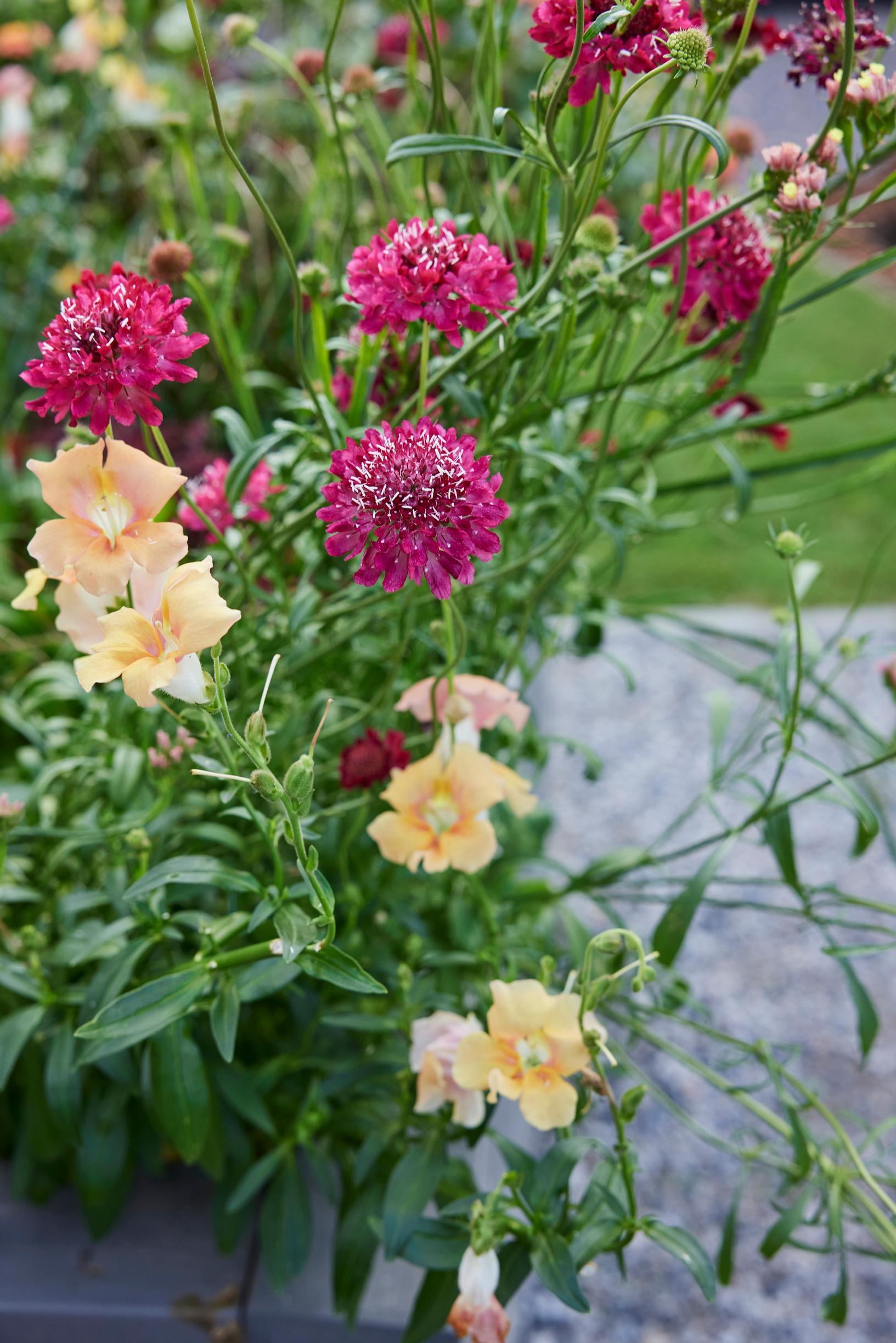Riina grew the ‘Chantilly Light Salmon’ tall snapdragon and the scabiosa ‘Fire King’ from seed.
