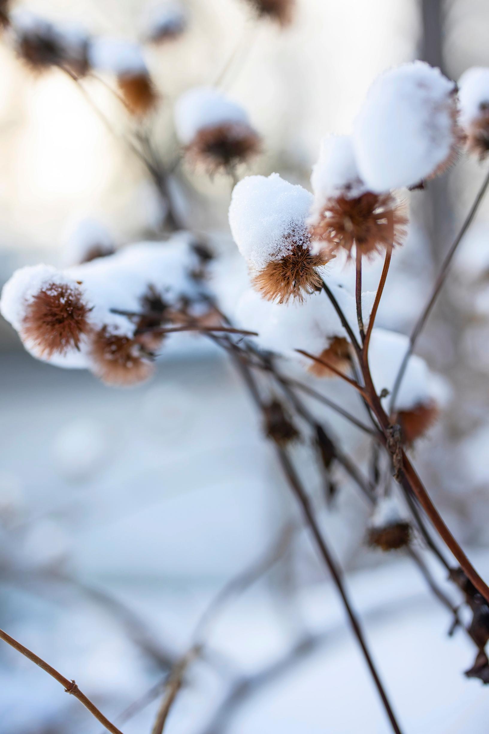 The flowers of the leopardplant leave behind fun pompoms for the winter.