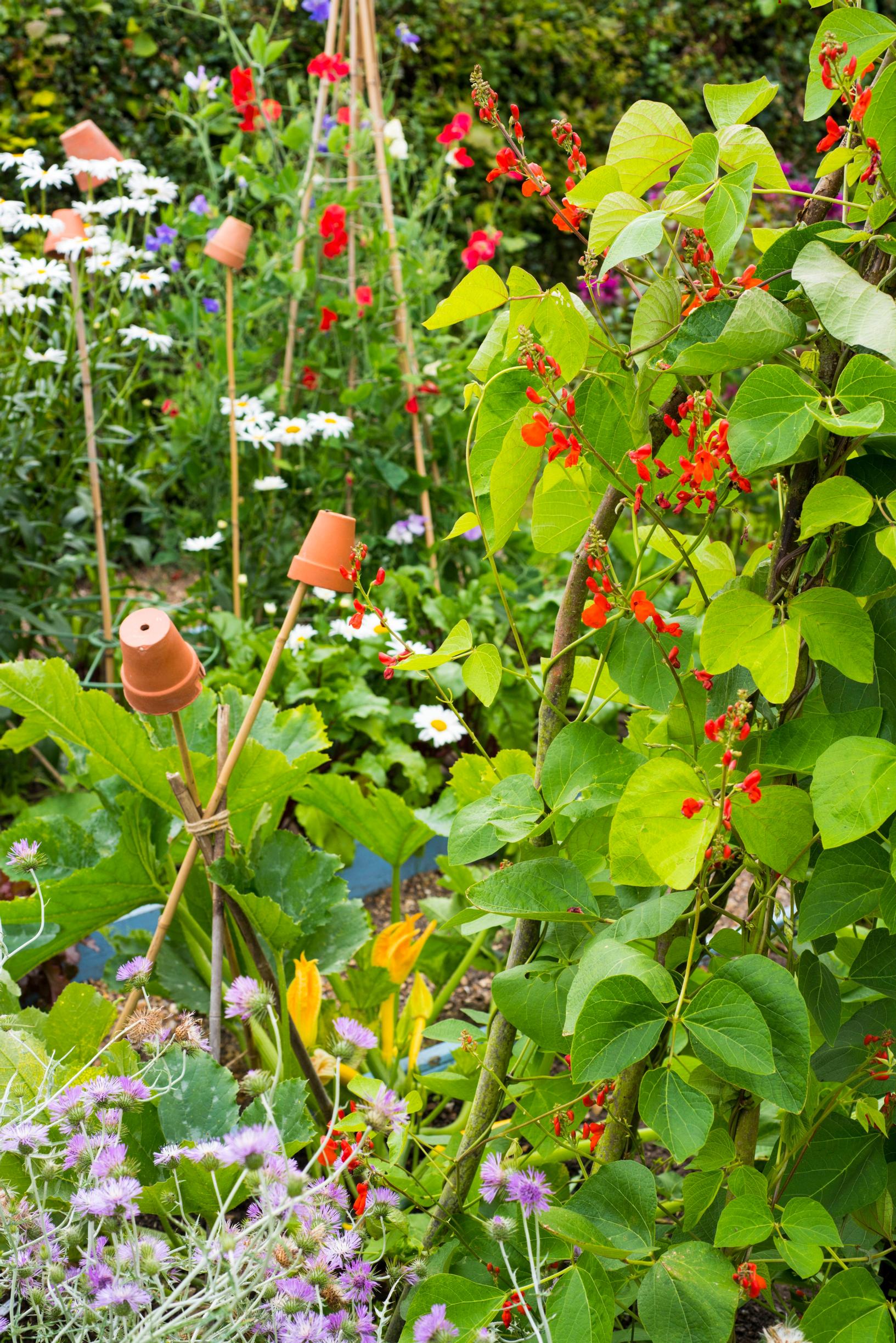 Bean varieties: runner bean ’Lady Di’