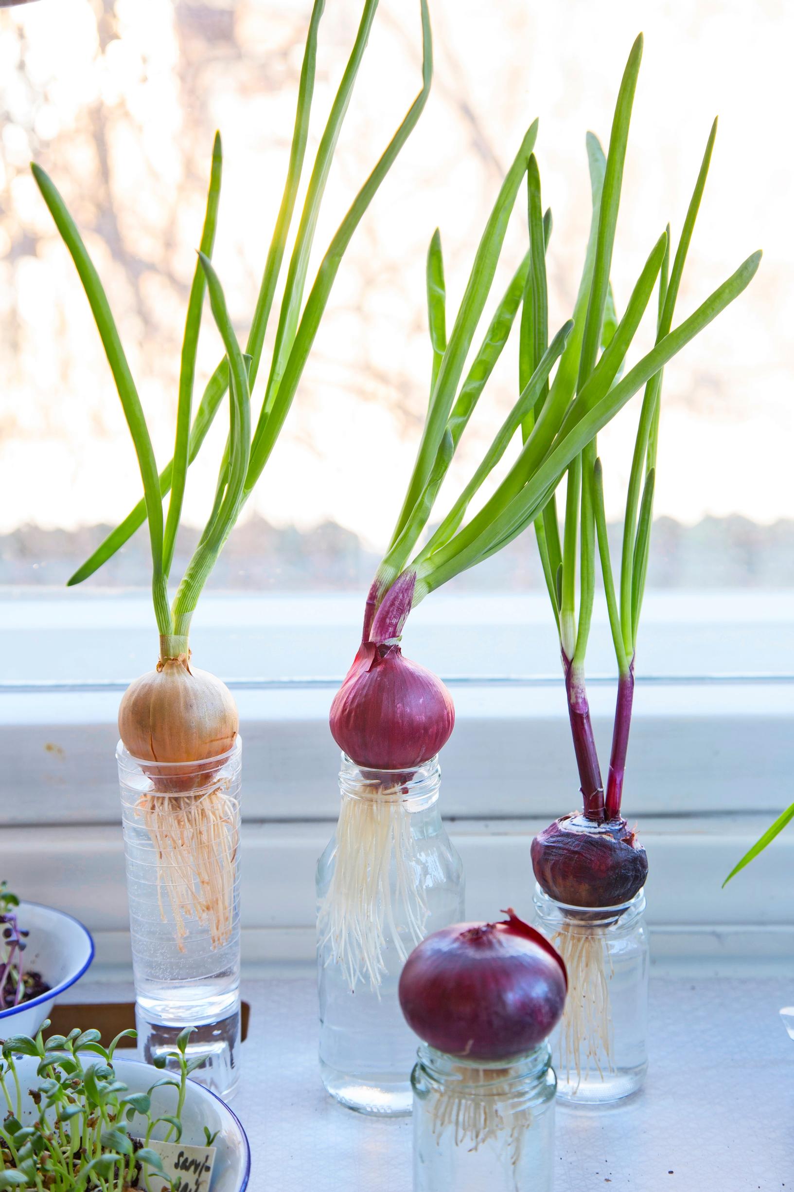How to become self-sufficient: Sprouting onions on a windowsill