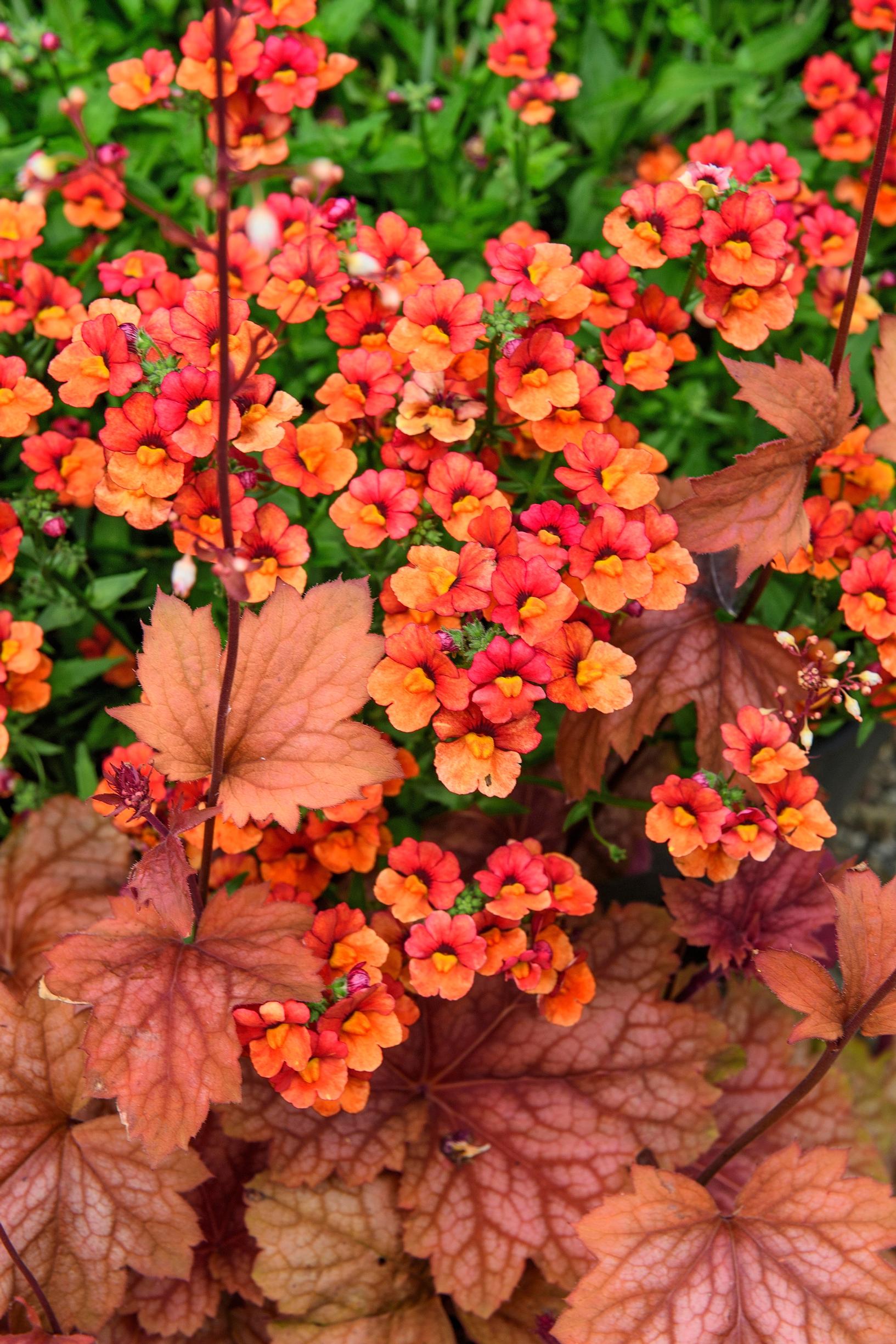 Nemesia ‘Sunsatia Blood Orange’ in Claus Dalby’s garden