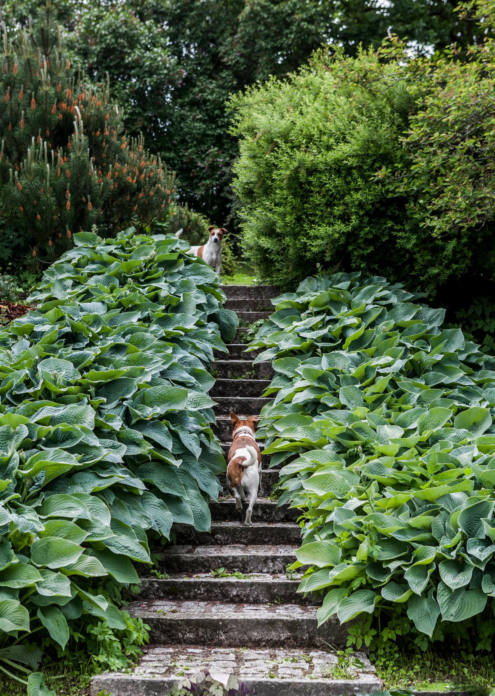 Steps in the garden: cobblestone