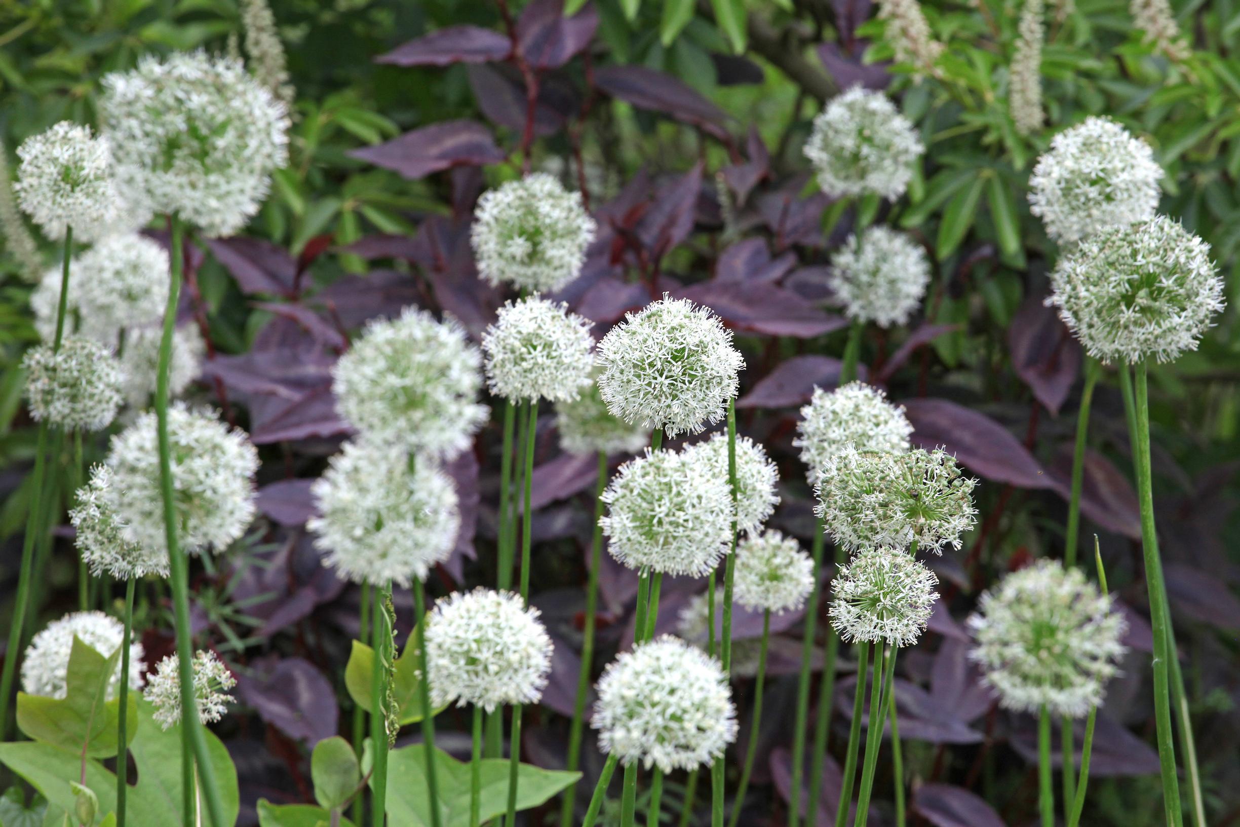 tall allium ‘Mount Everest’