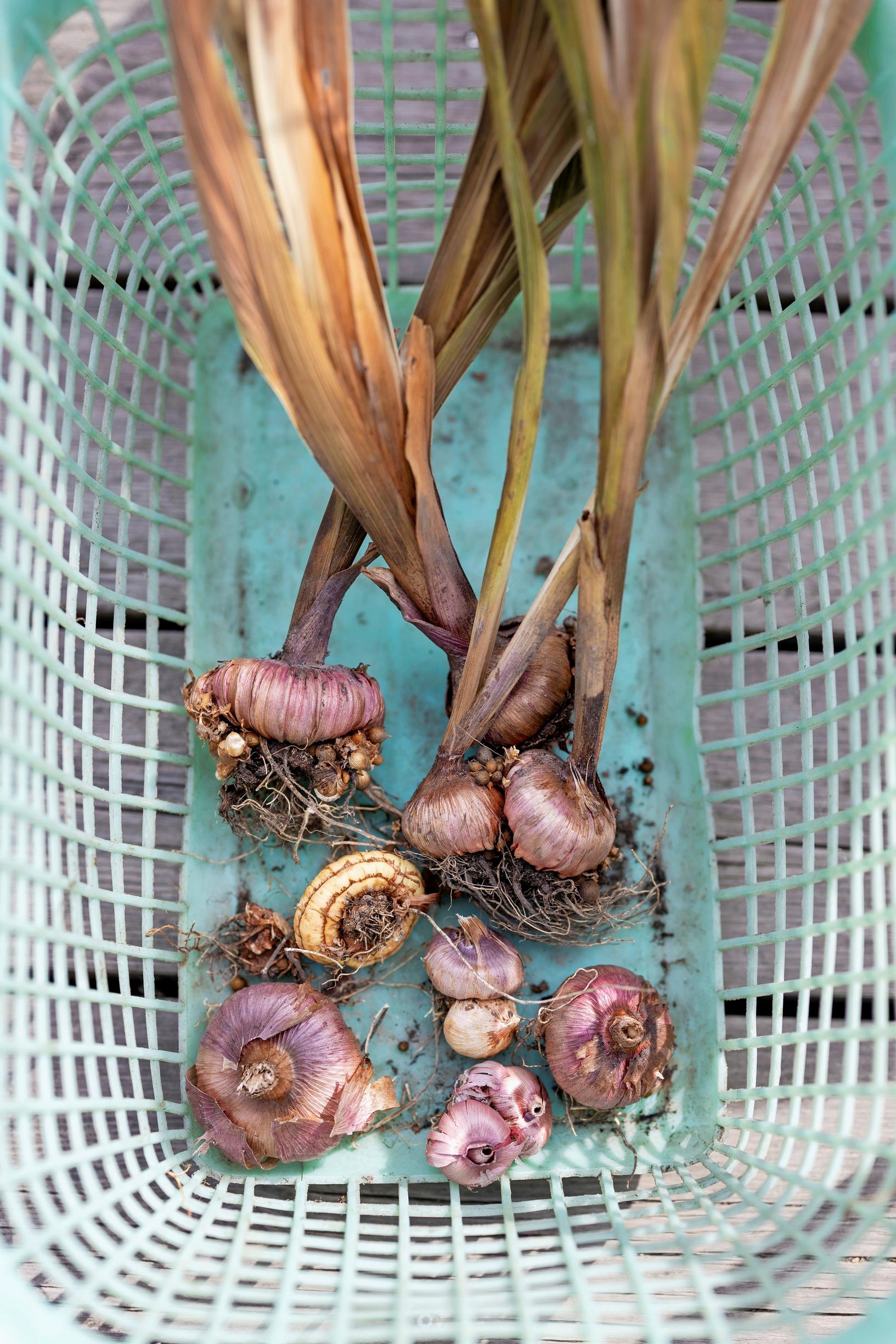 Overwintering gladiolus corms