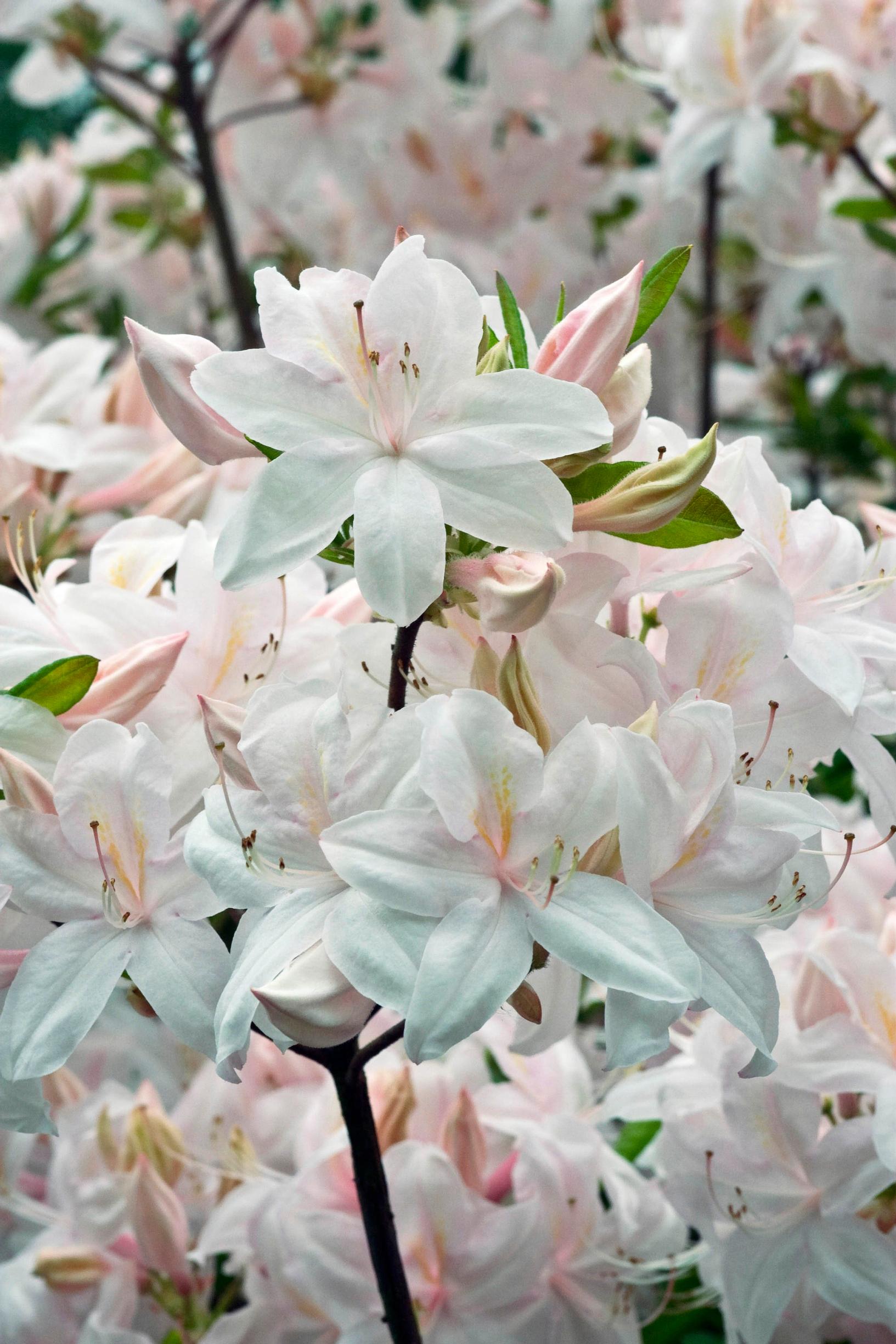 Northern Lights azalea ‘White Lights’