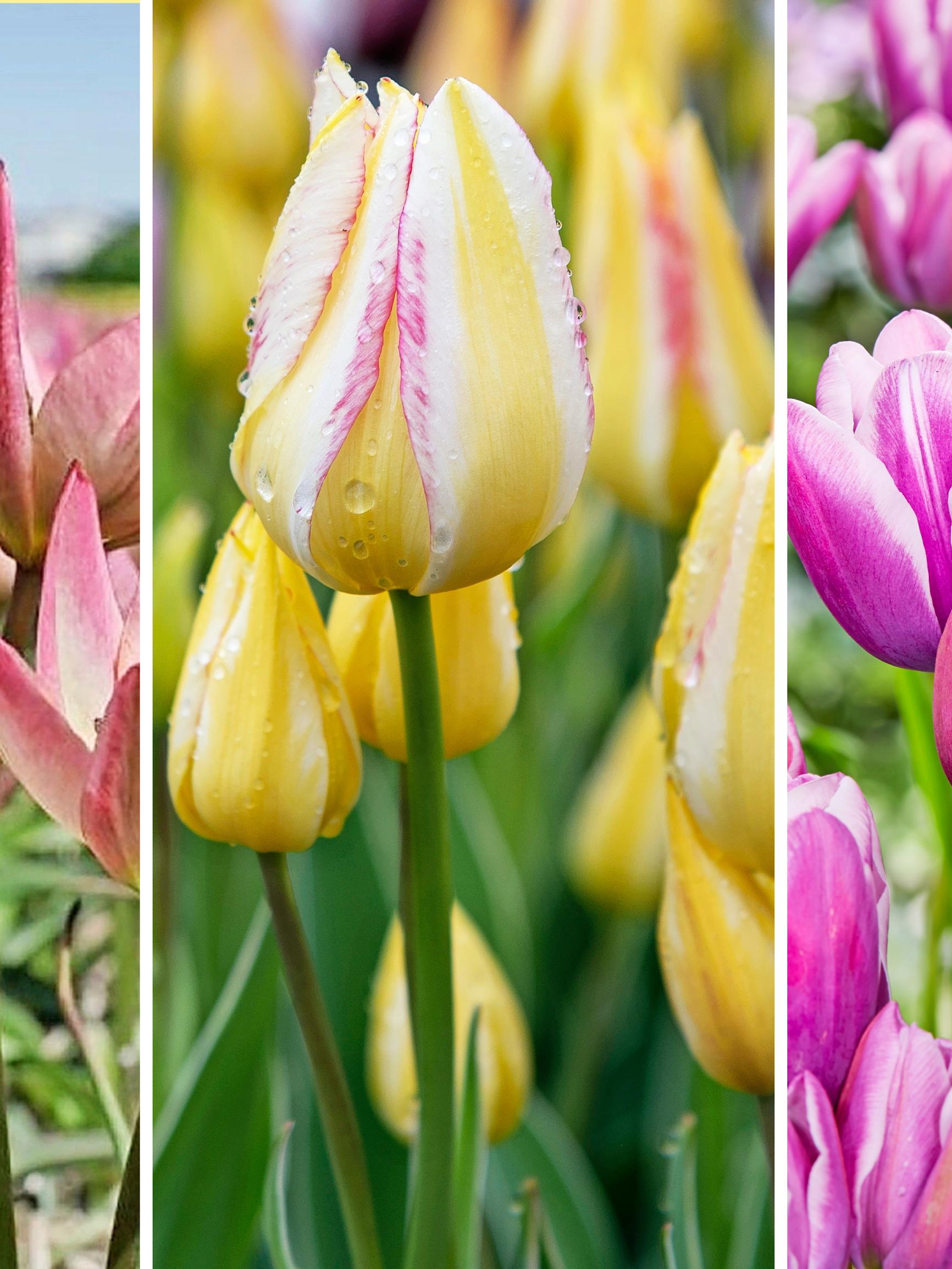 One bulb, up to five blooms: discover multi-flowering tulips