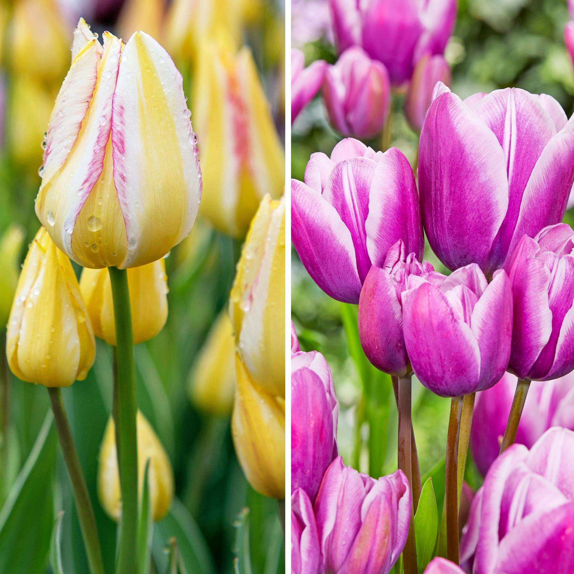 One bulb, up to five blooms: discover multi-flowering tulips
