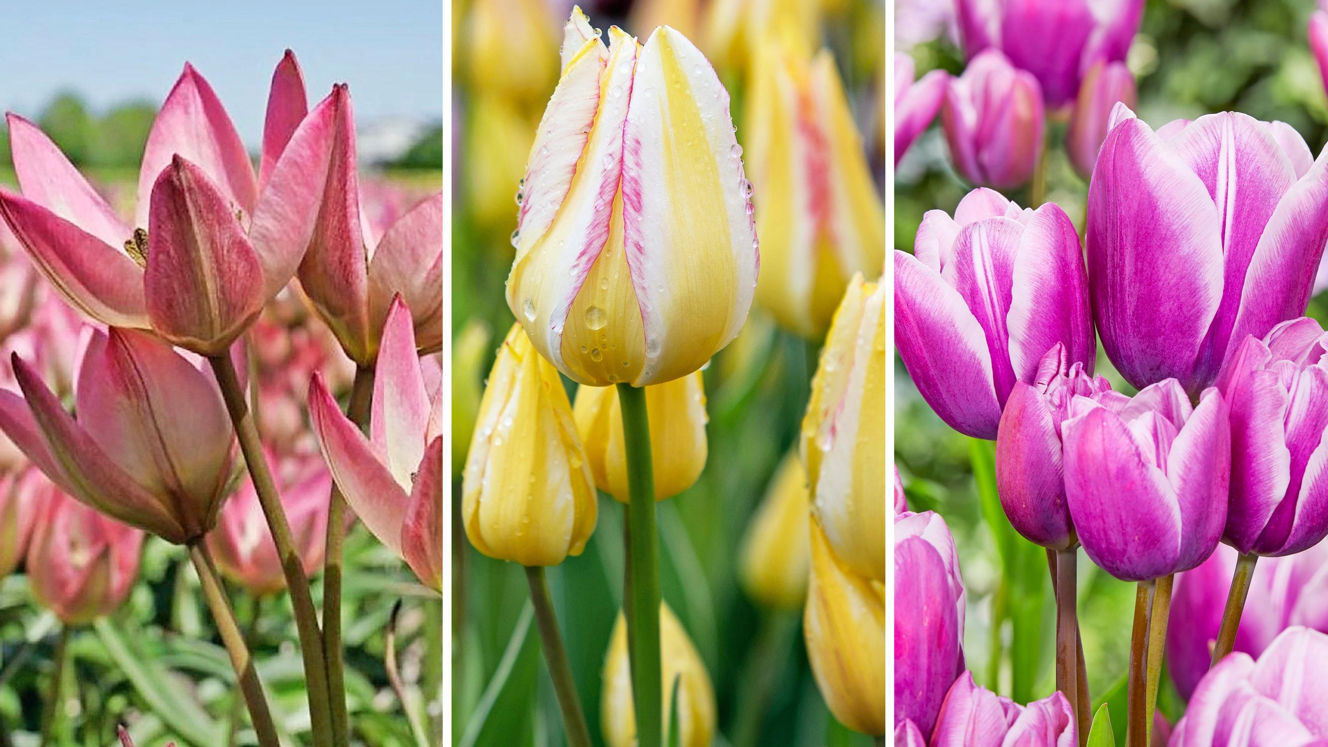 One bulb, up to five blooms: discover multi-flowering tulips