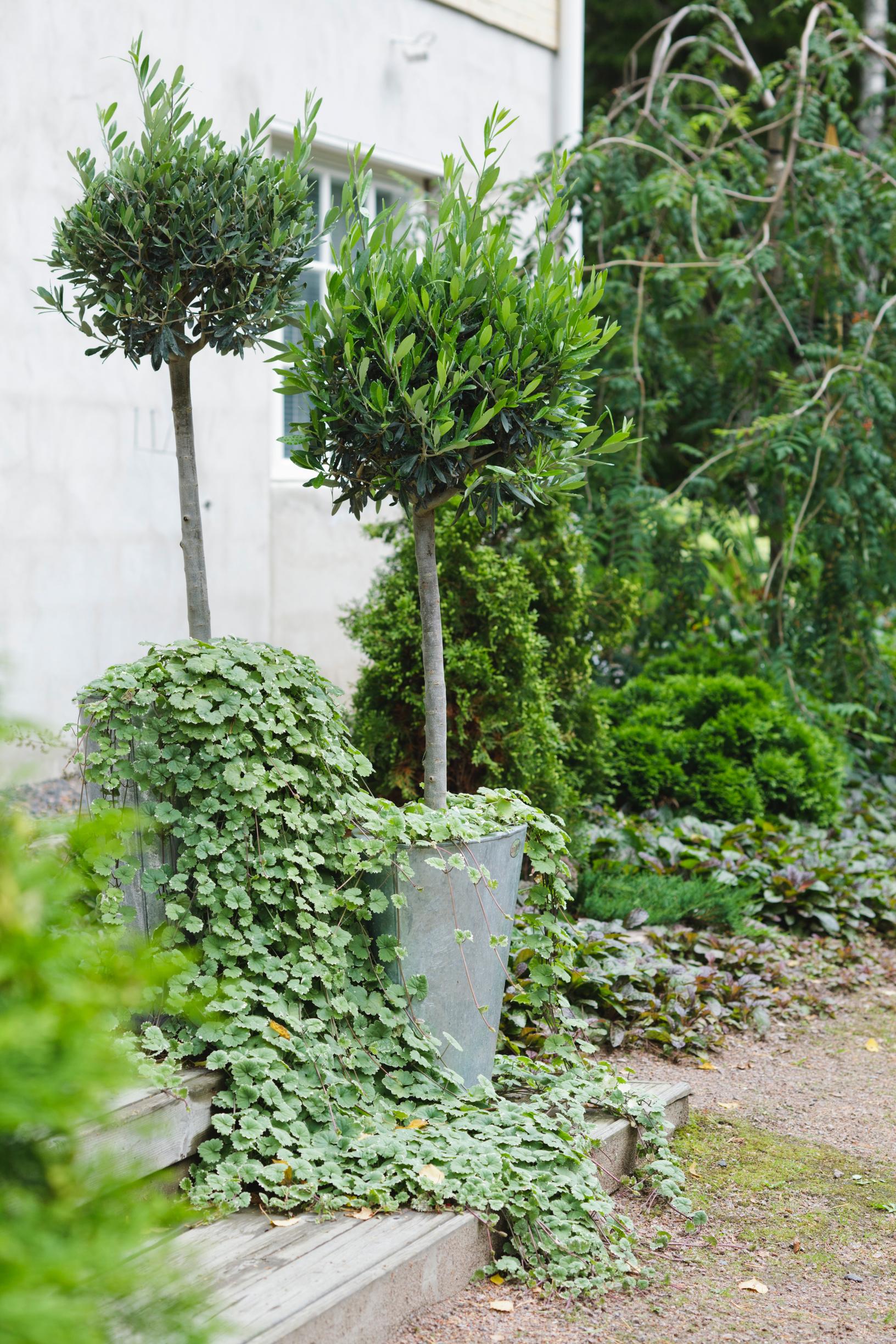 olive tree care