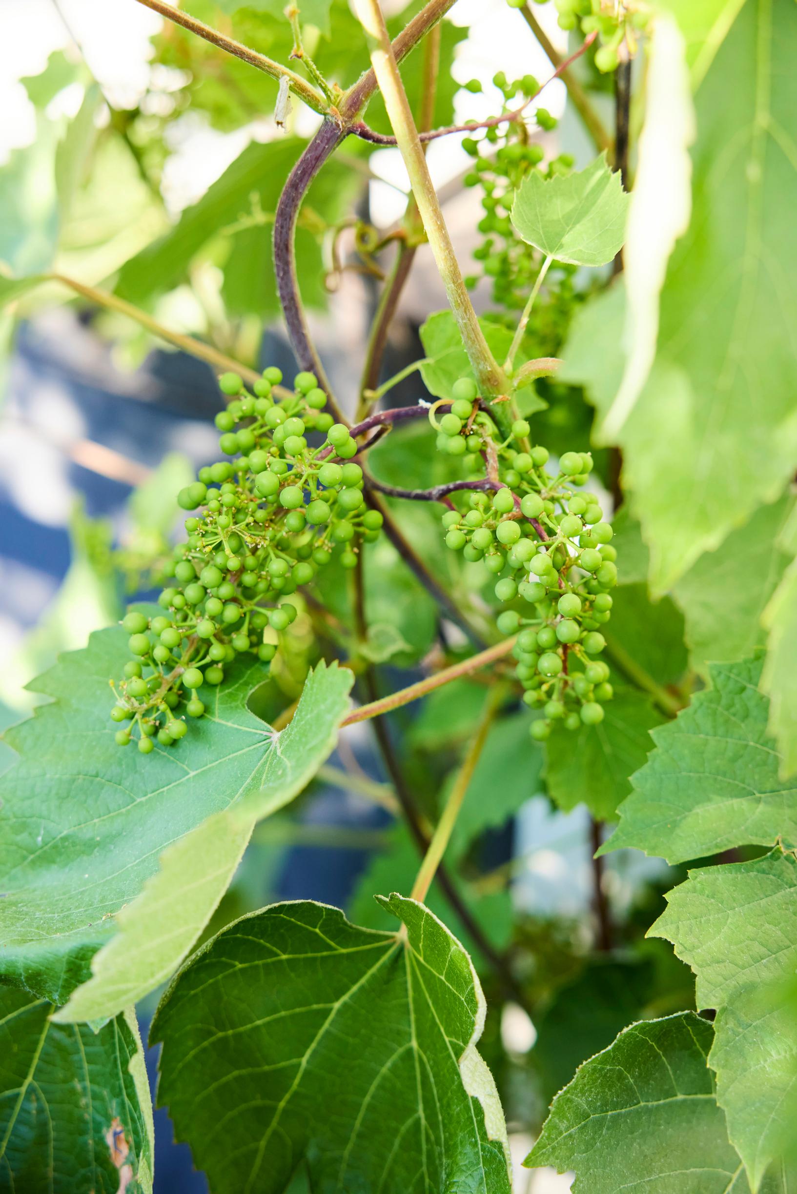 ‘Somerset Seedless’ grapevine