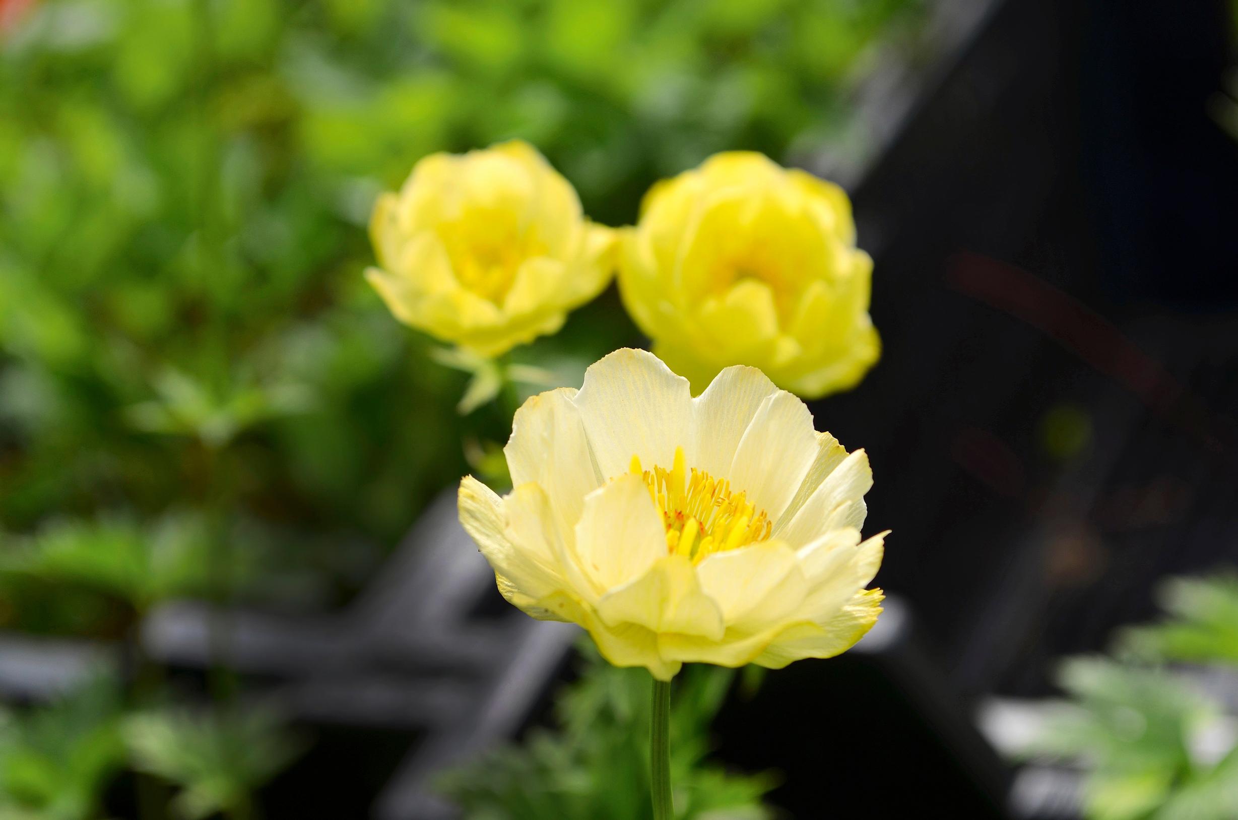 Easy grow perennial flowers