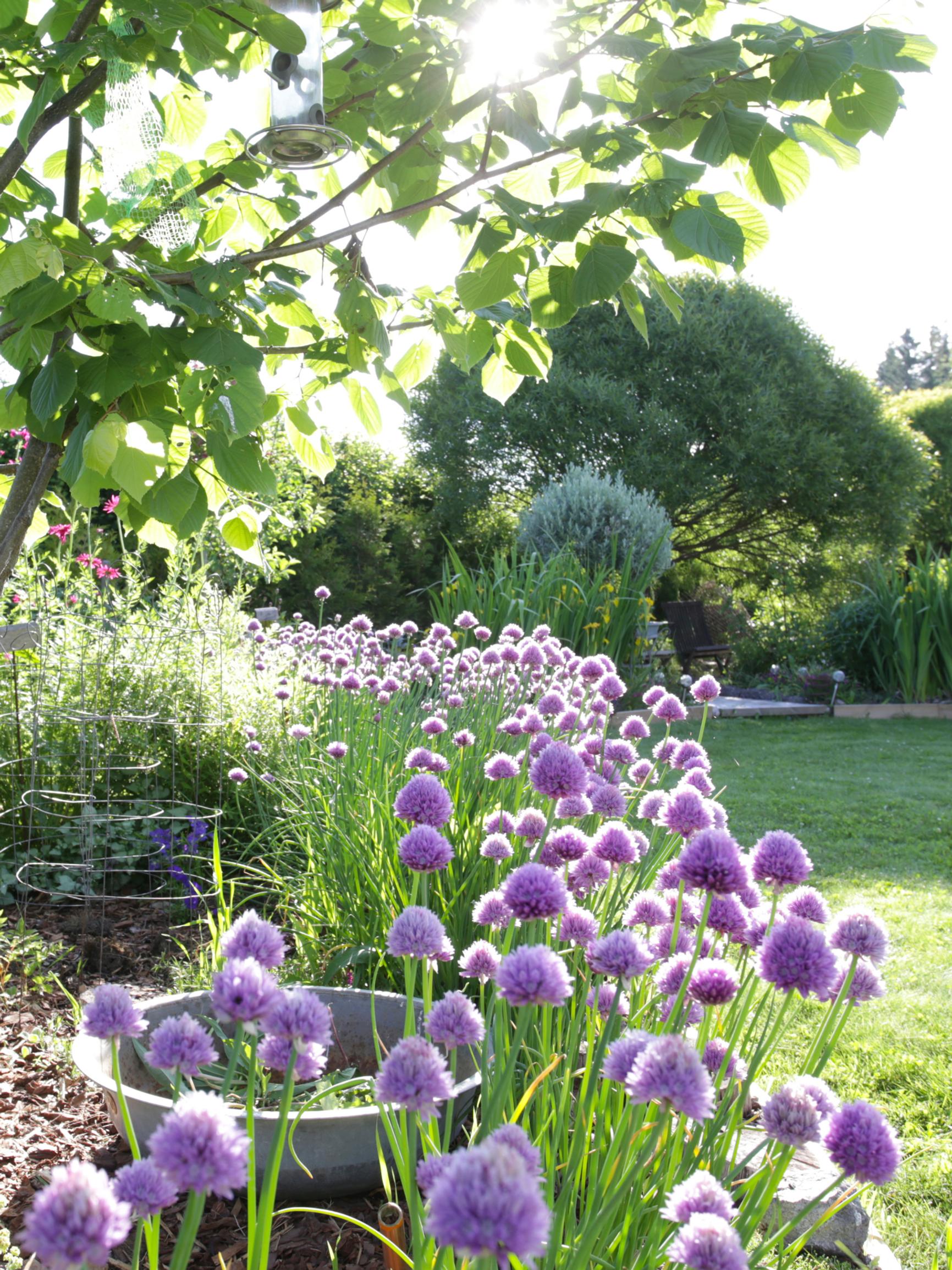 Sculptural alliums: 10 reasons to plant them this fall