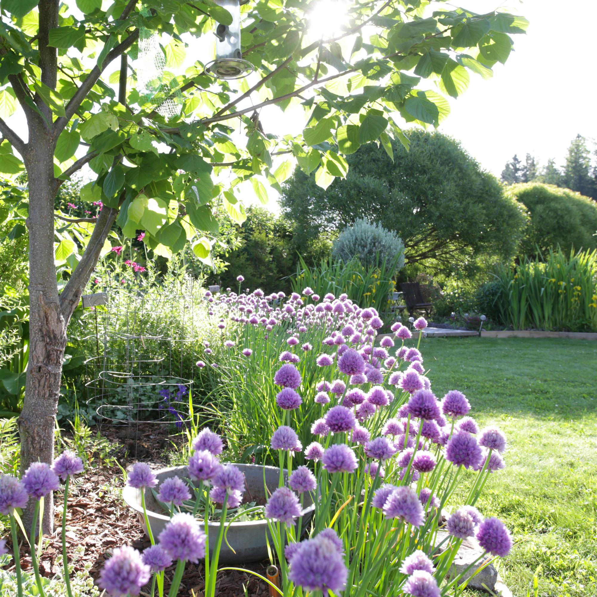 Sculptural alliums: 10 reasons to plant them this fall