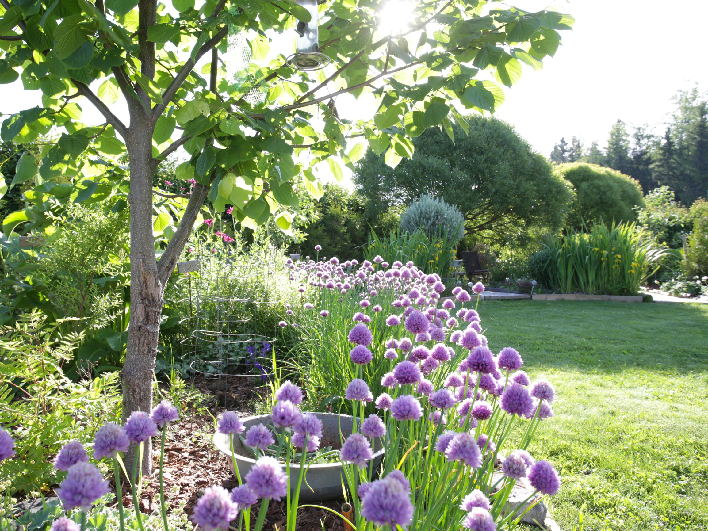 Sculptural alliums: 10 reasons to plant them this fall