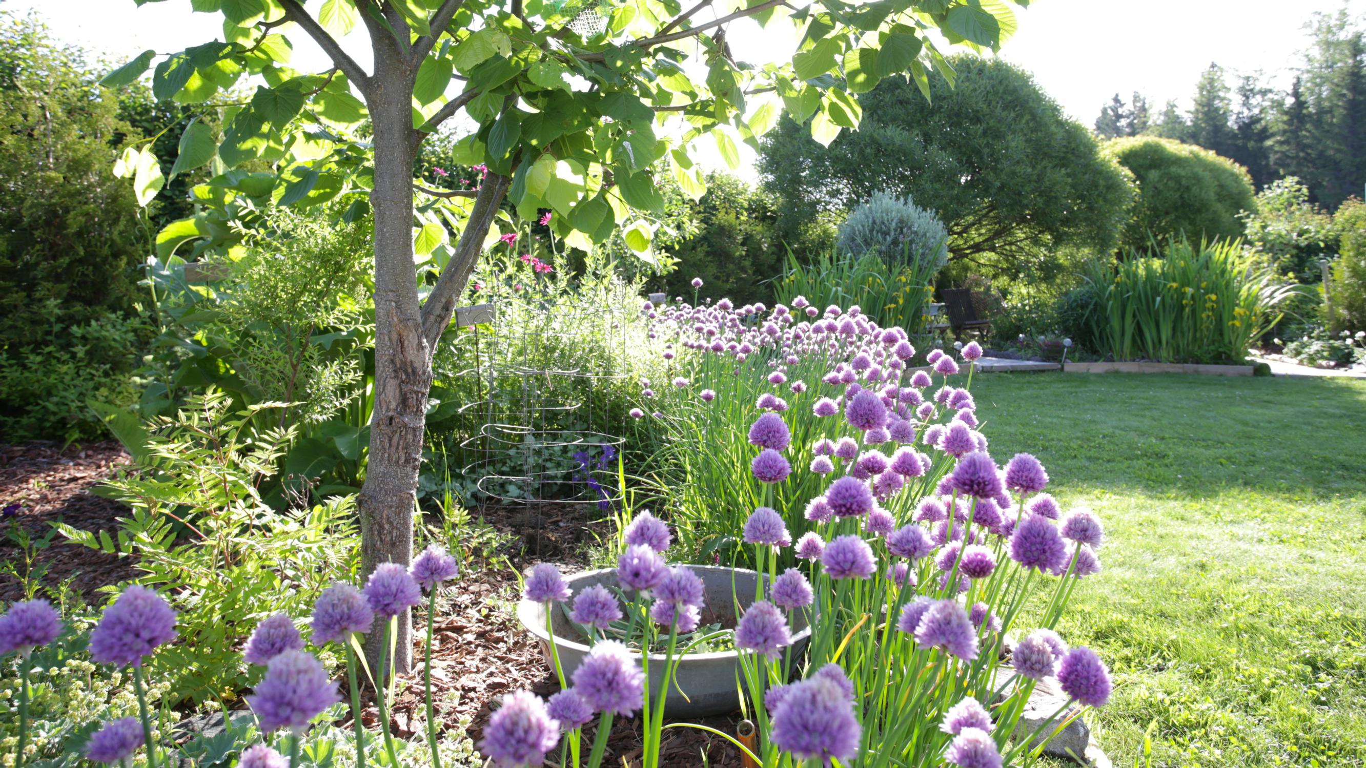 Sculptural alliums: 10 reasons to plant them this fall