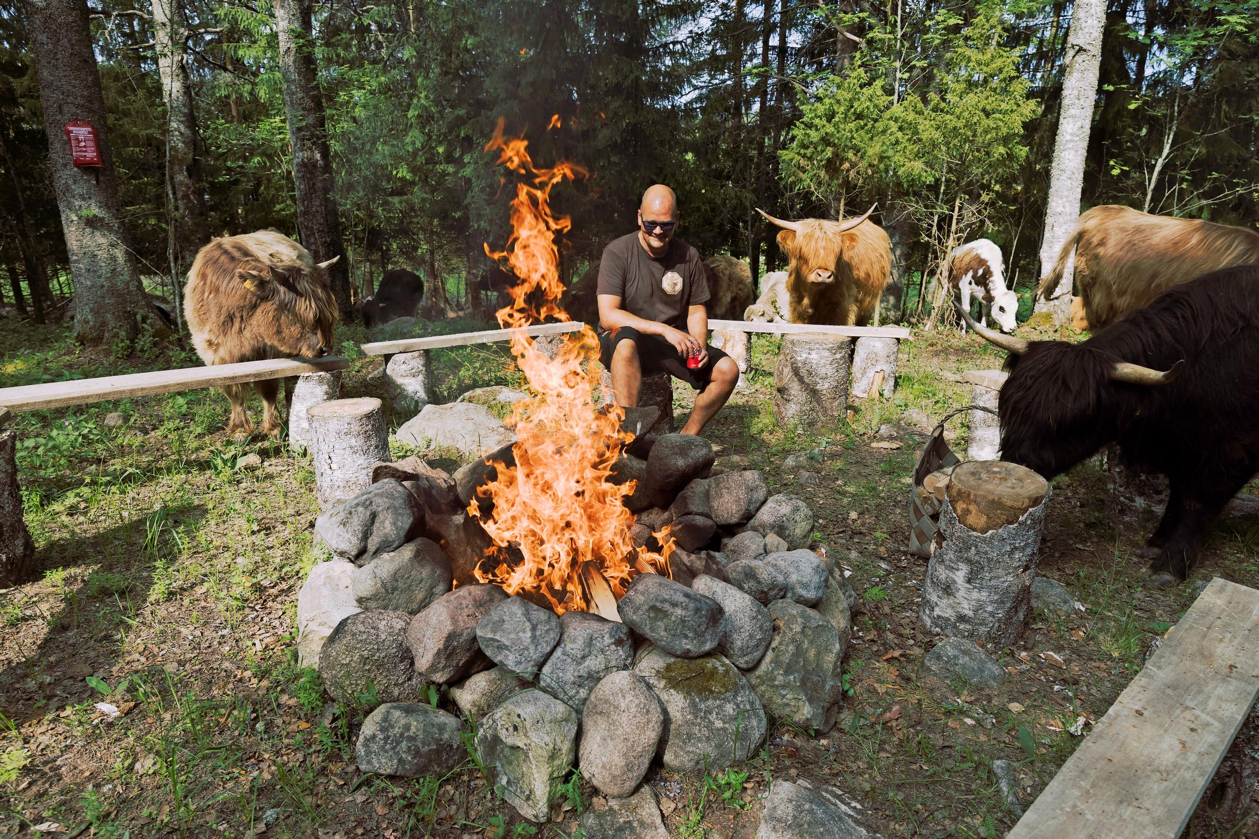 man sitting by a campfire surrounded by Highland cattle