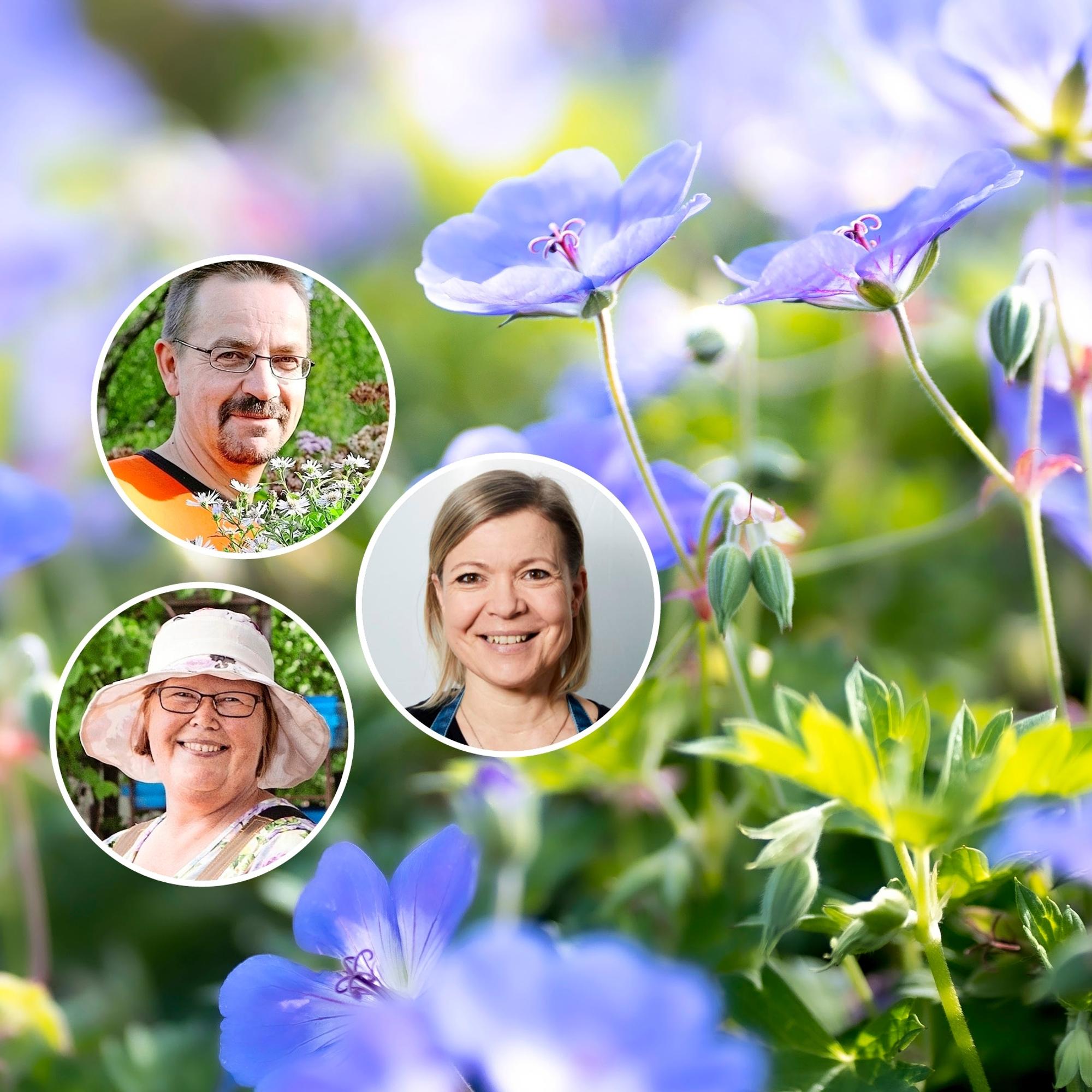 The reliable geranium—professionals recommend 9 gorgeous varieties!