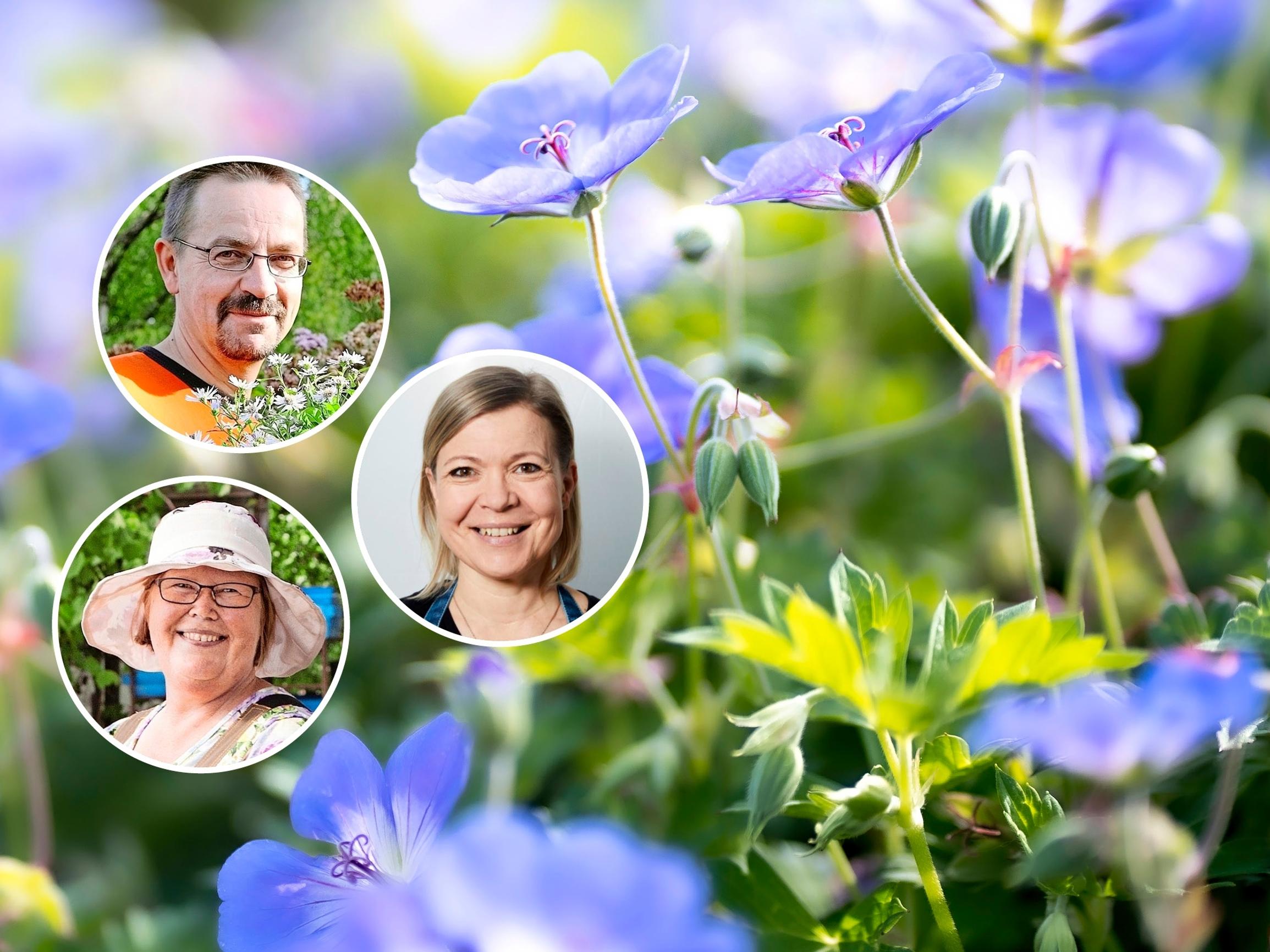 The reliable geranium—professionals recommend 9 gorgeous varieties!