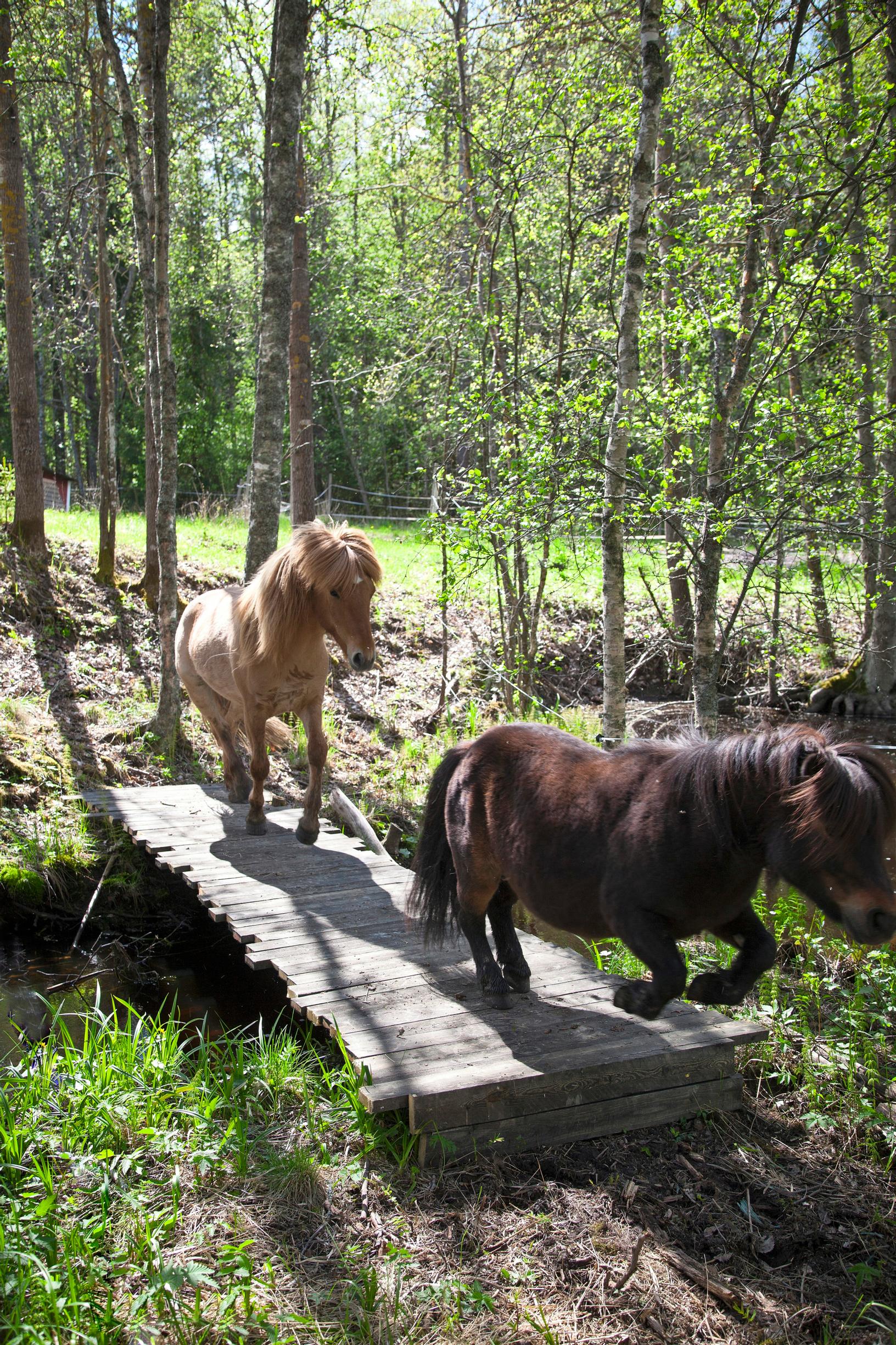 Horses.
