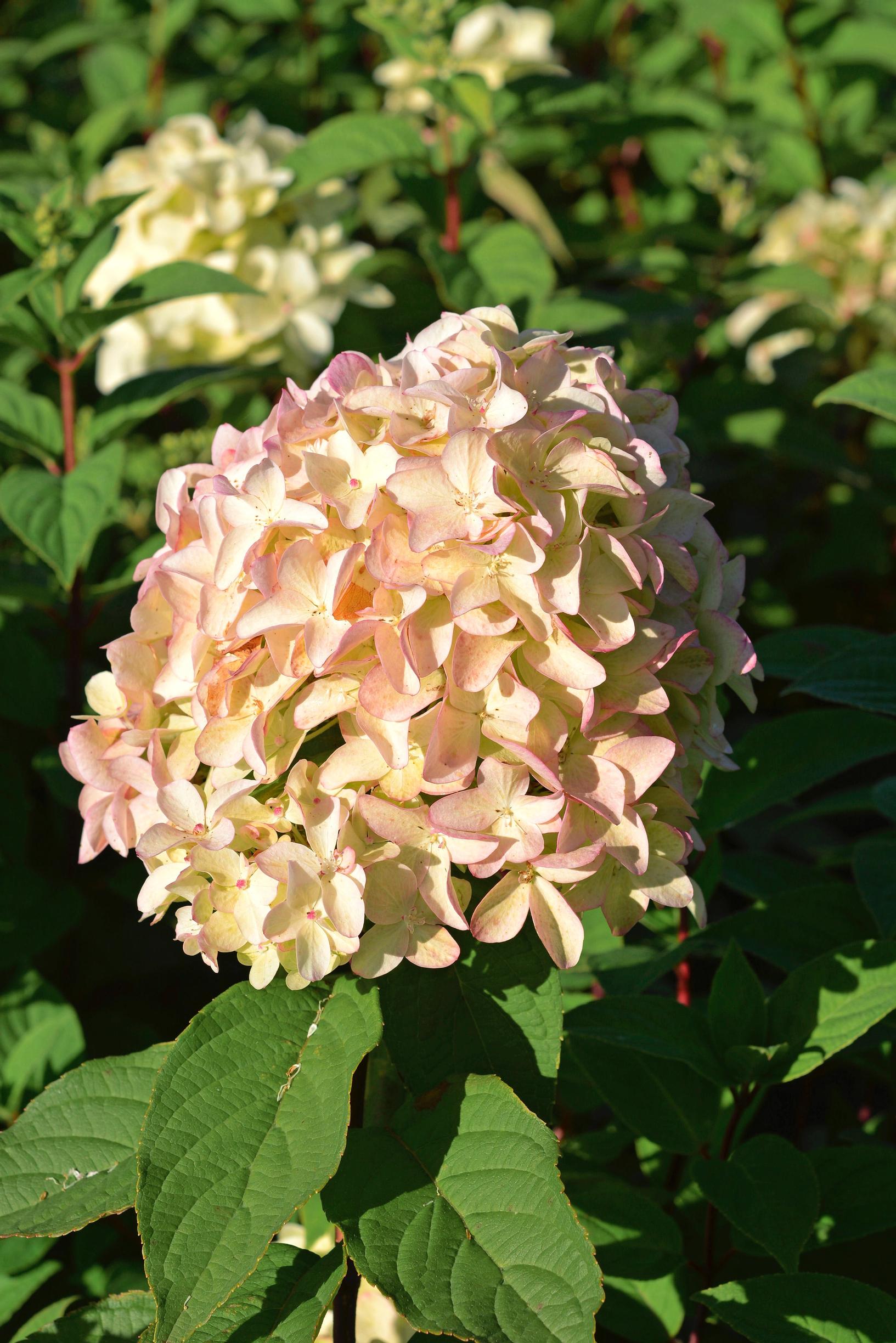 peegee hydrangea