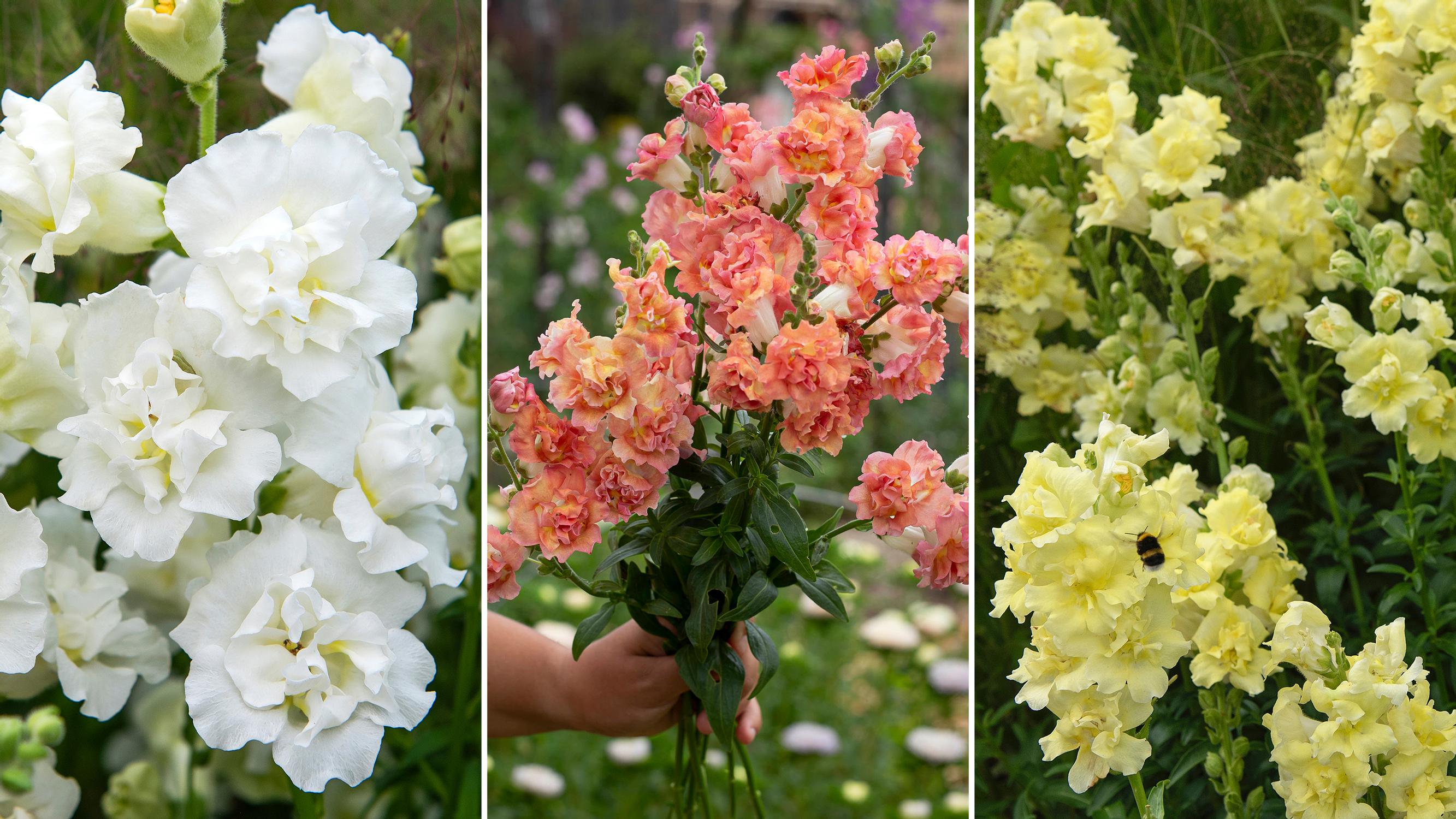 Snapdragon is excellent both as a border plant in flowerbeds and as a striking cut flower