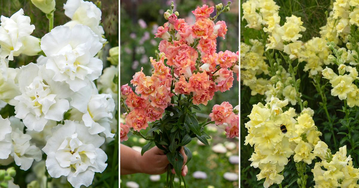 Sunflower Roses Snapdragon Snapdragon enchants in the garden and as a cut flower | Kotona Living