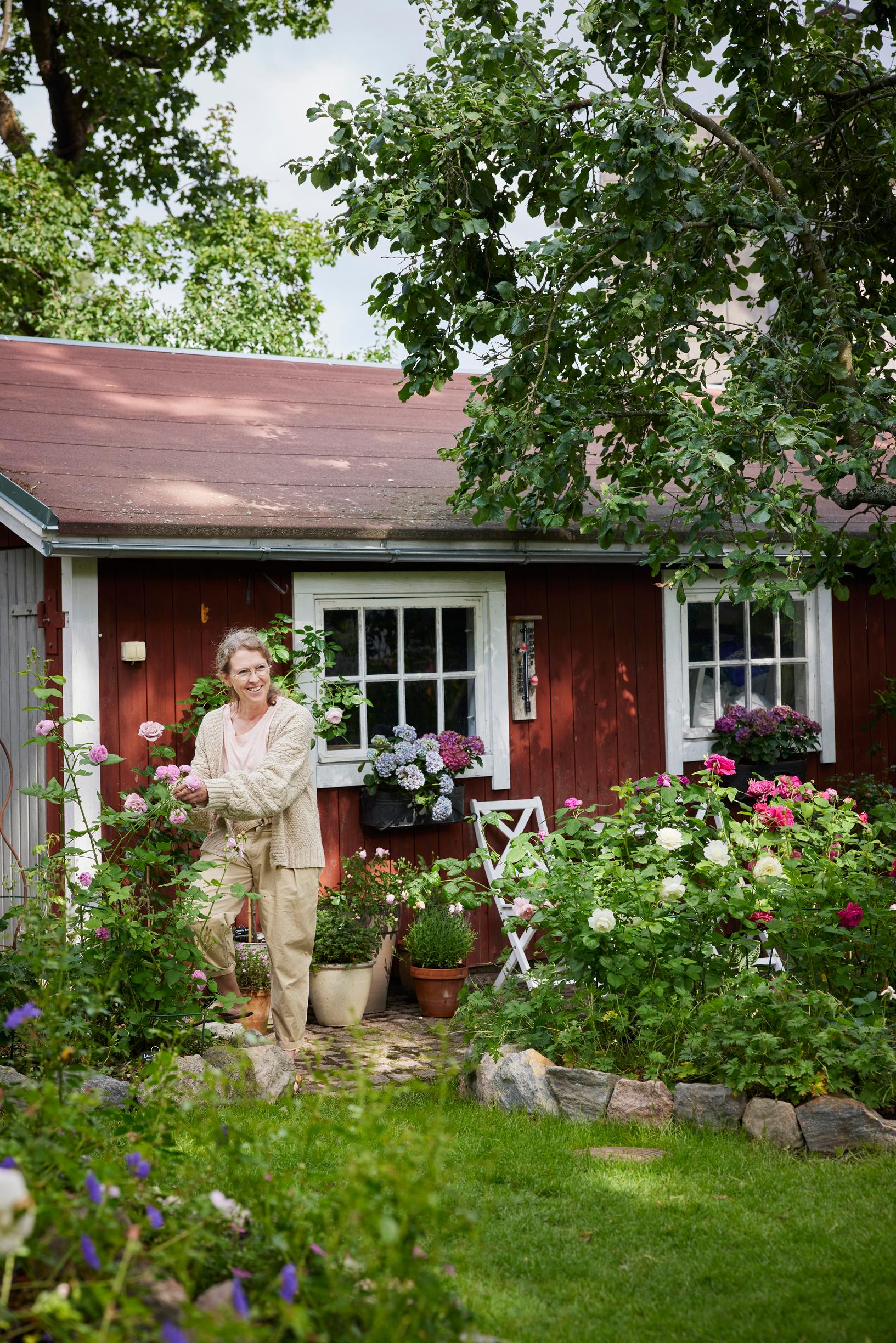 Päivi’s rose garden