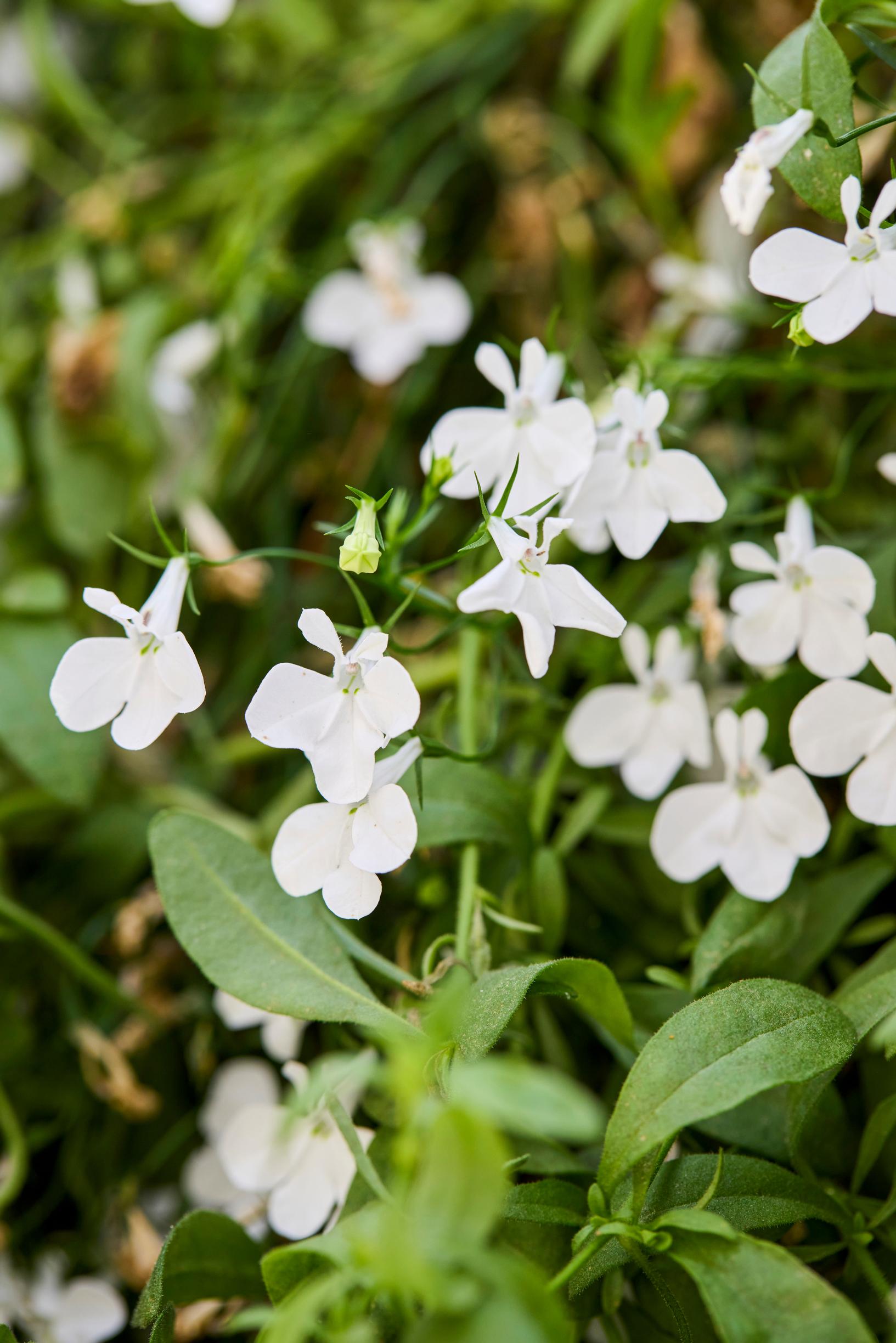 summer-flower hanging baskets: trailing lobelia