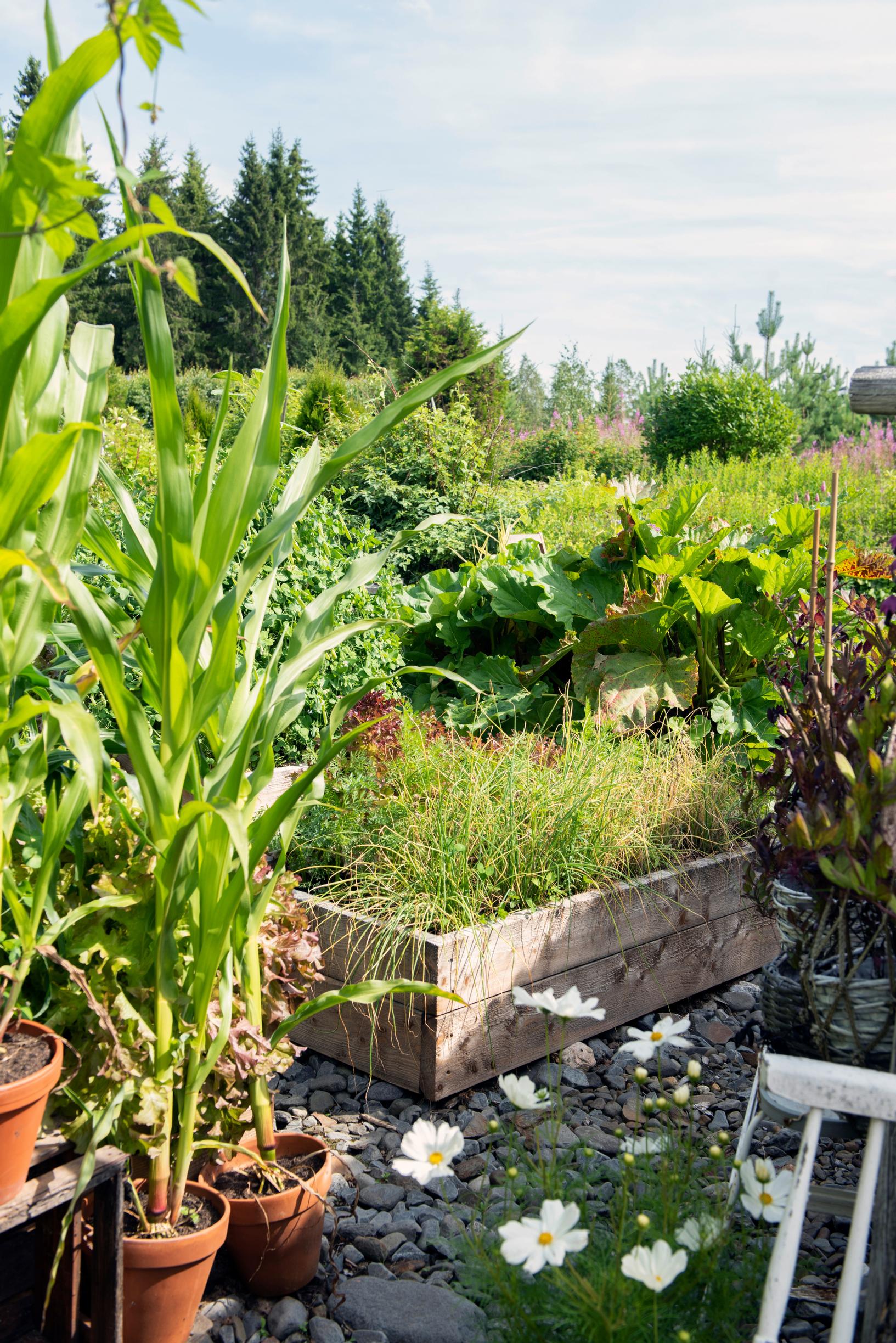 The garden grows vegetables and root crops
