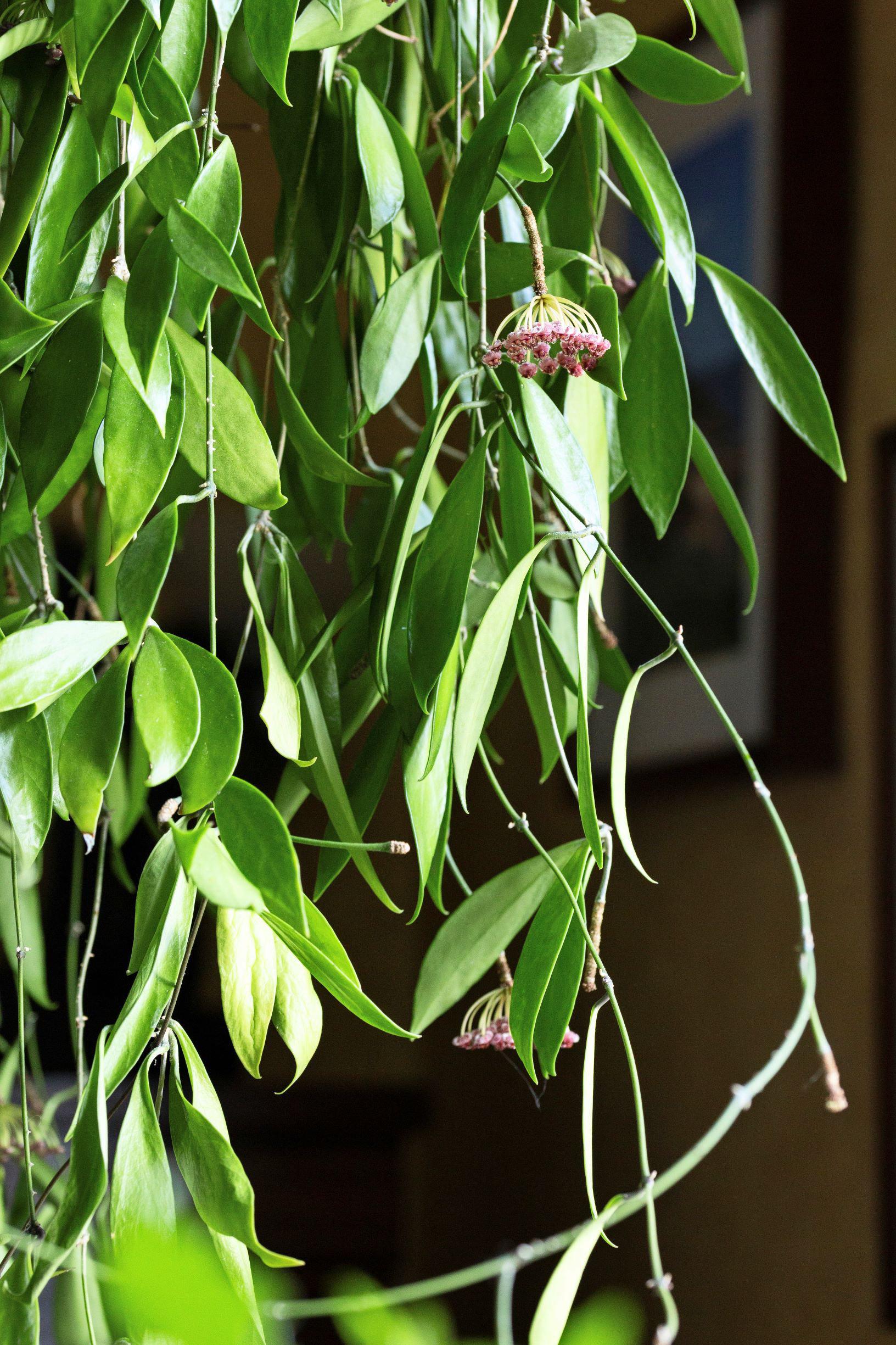 Haruku hoya