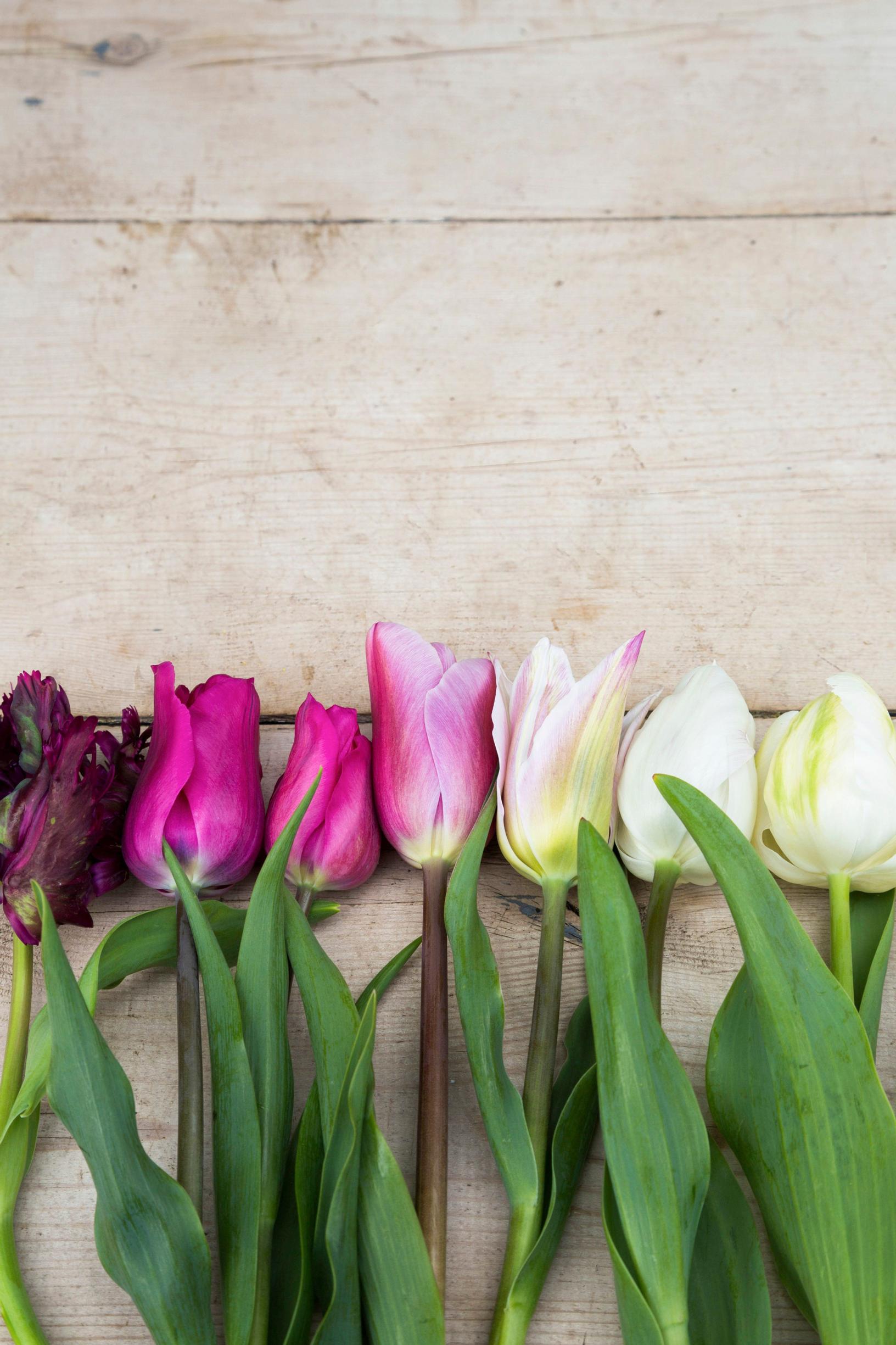 tulips from left to right: ‘Black Parrot’, ‘Pretty Lady’, ‘Christmas Exotic’, ‘Elegant Lady’, ‘White Marvel’ and ‘White Parrot’.