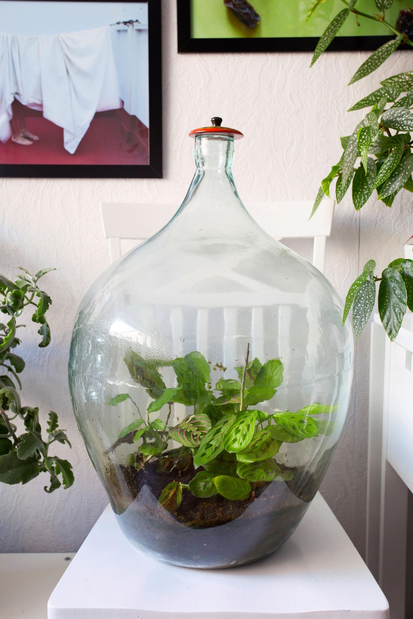 Bottle garden