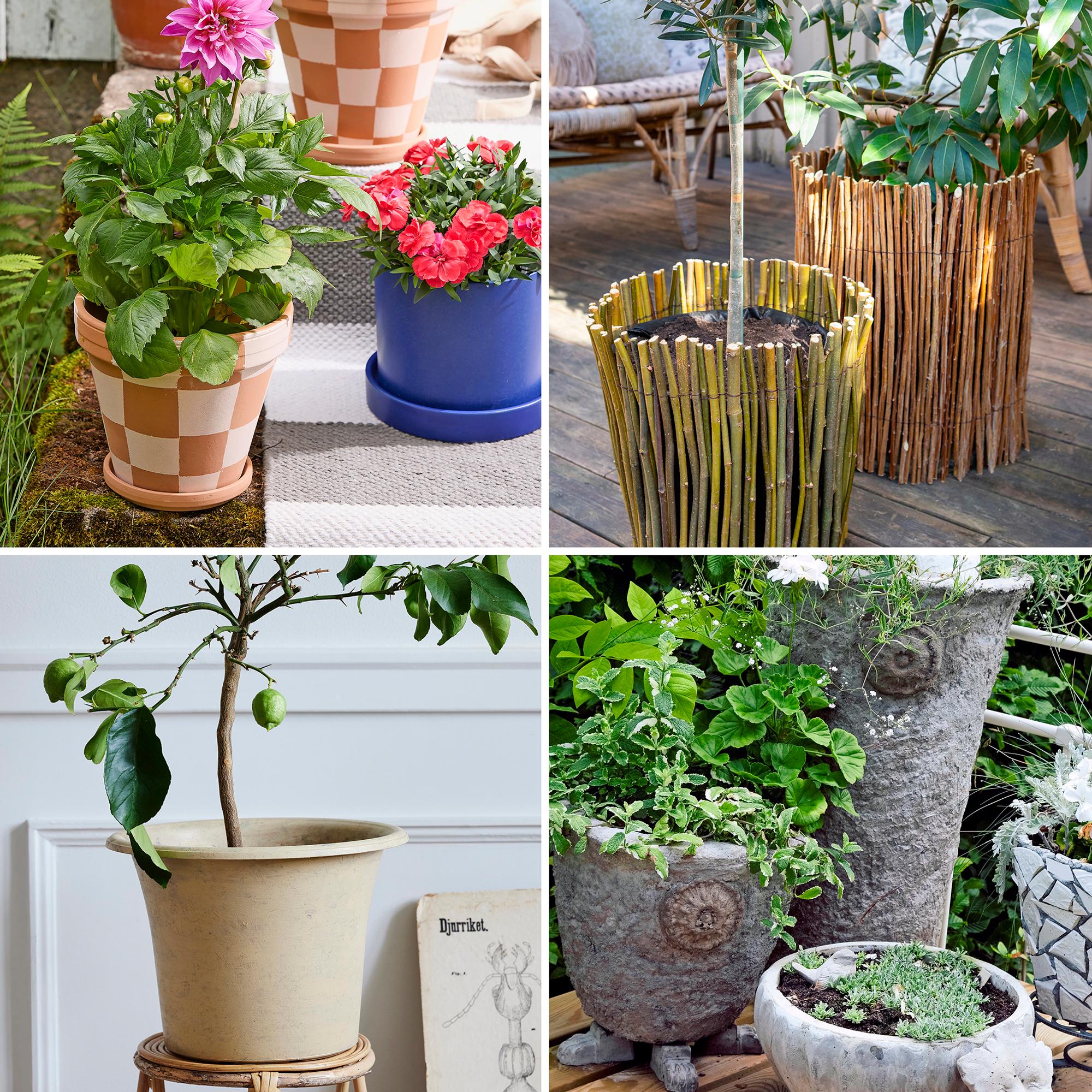 Pot makeover—8 easy ideas to freshen up dull or worn-out flowerpots