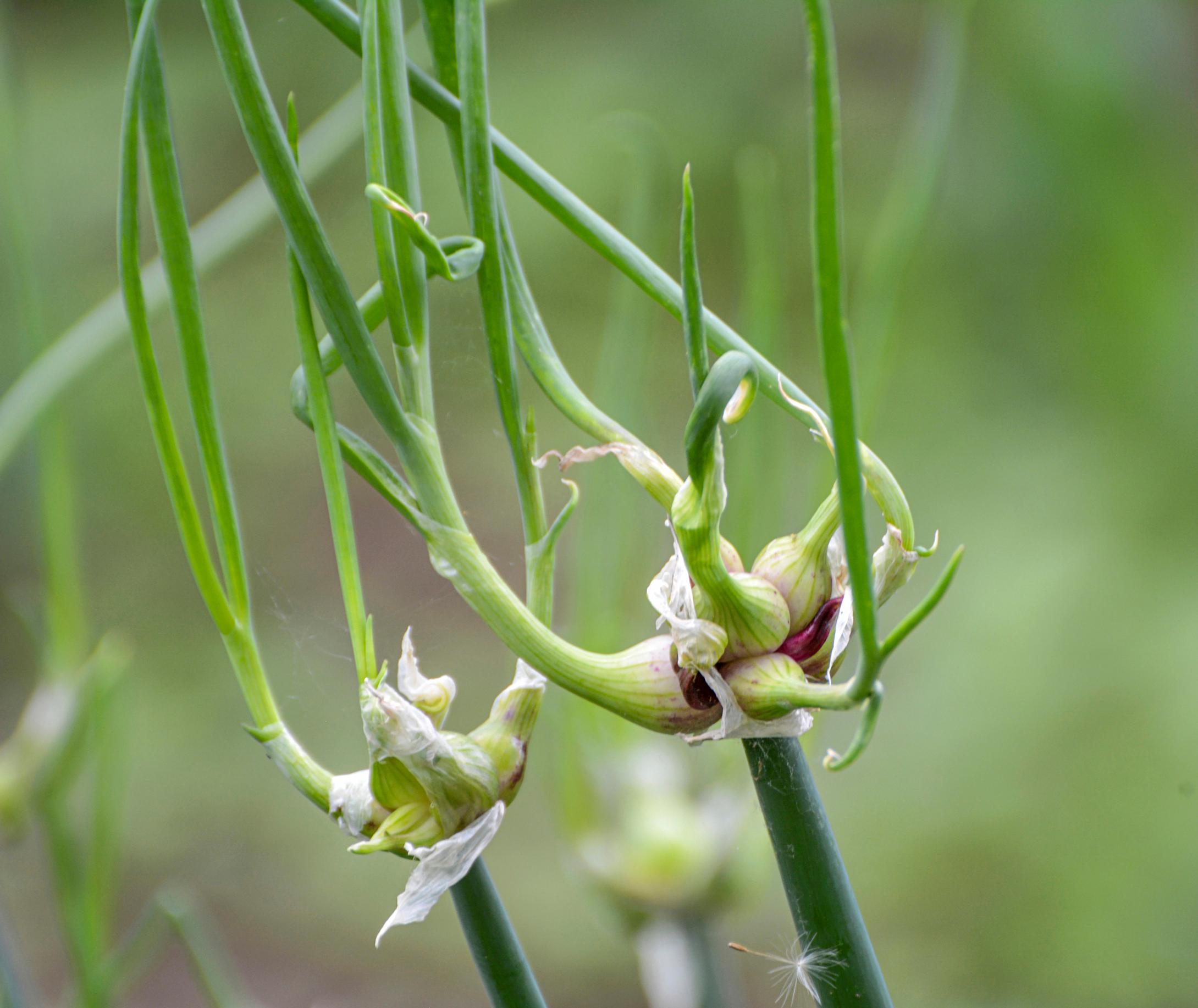 Growing tree onion