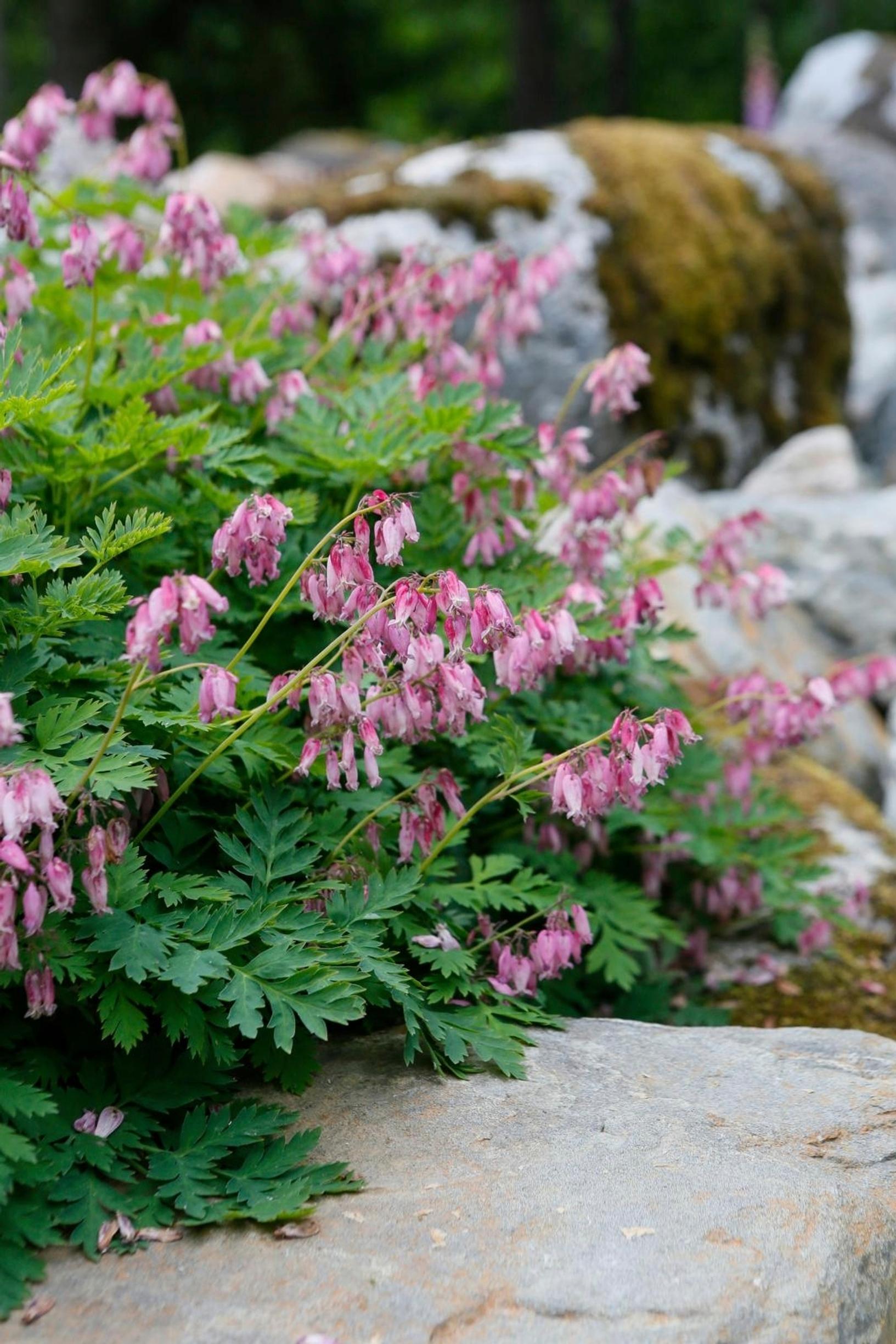 Easy grow perennial flowers