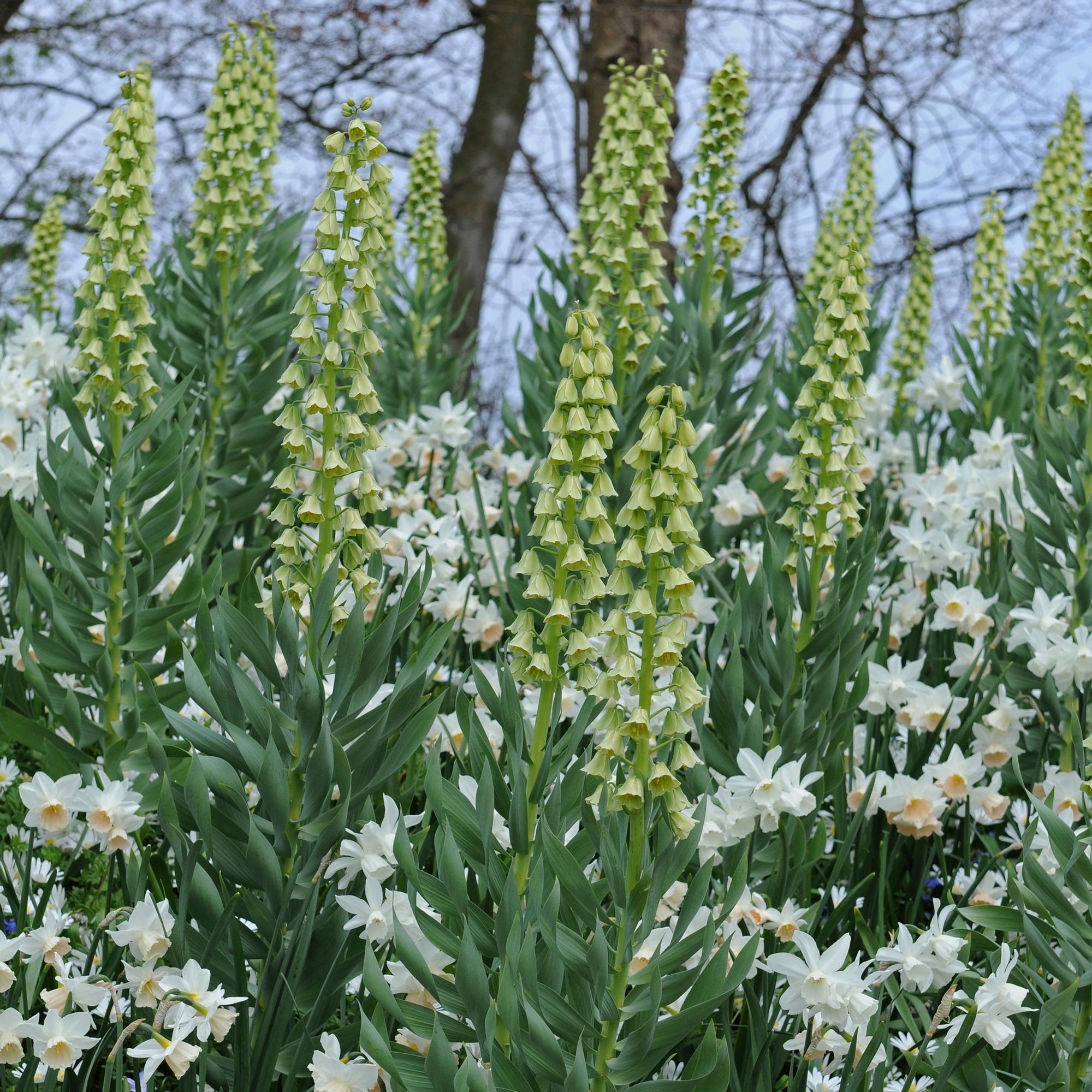Fritillary 'Ivory Bells'