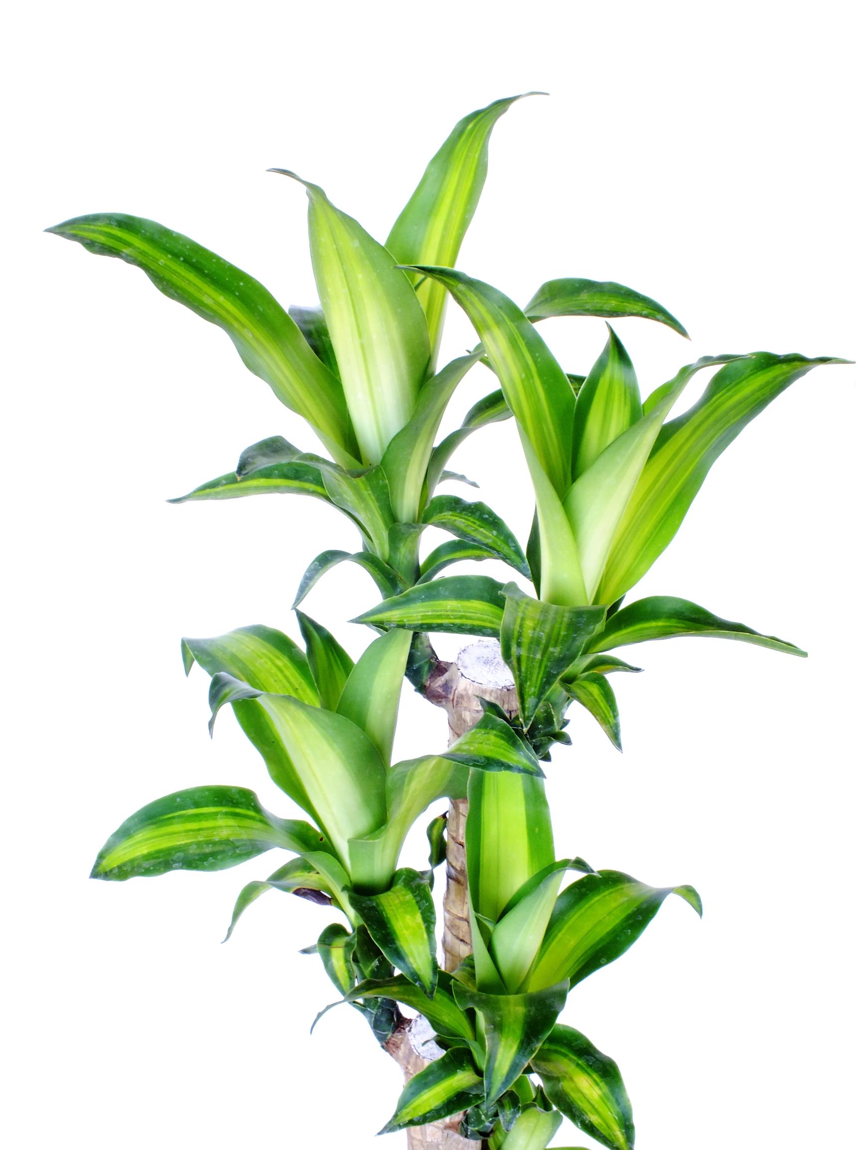 Dracaena care