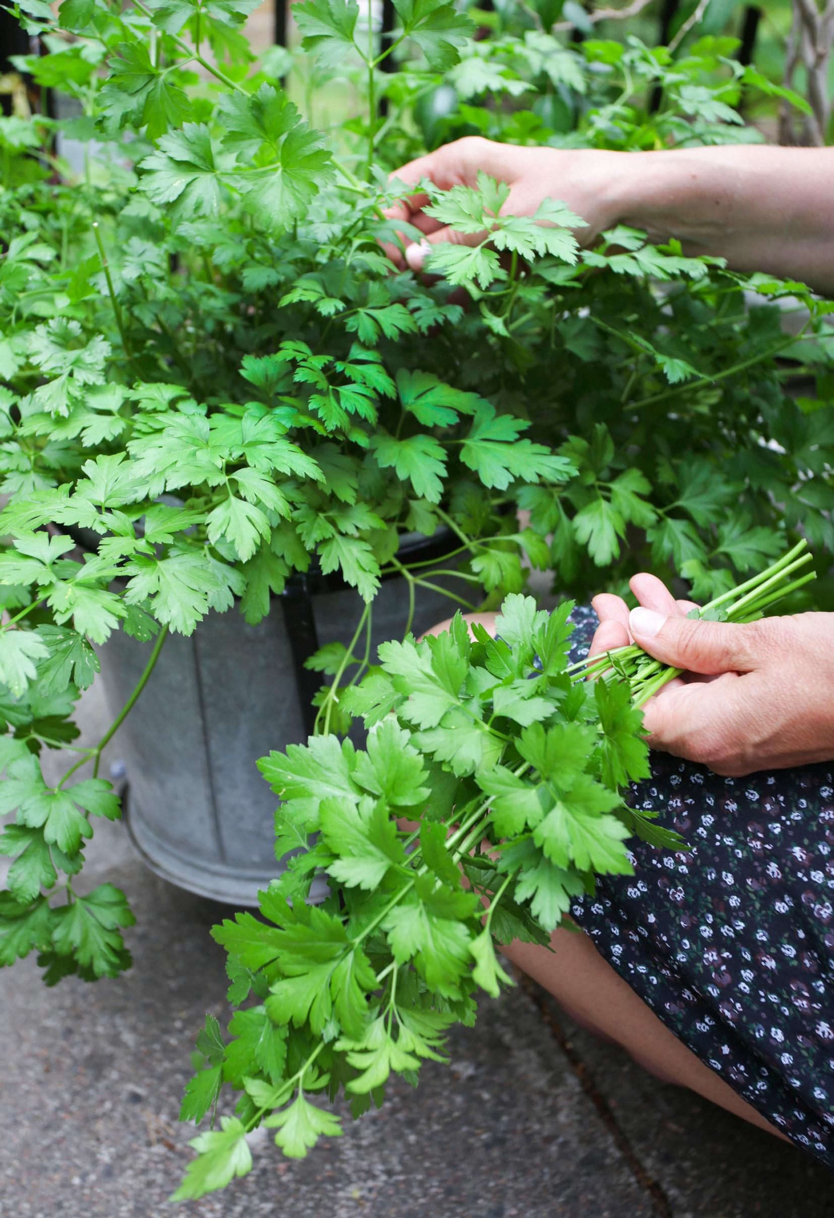 Parsley harvest