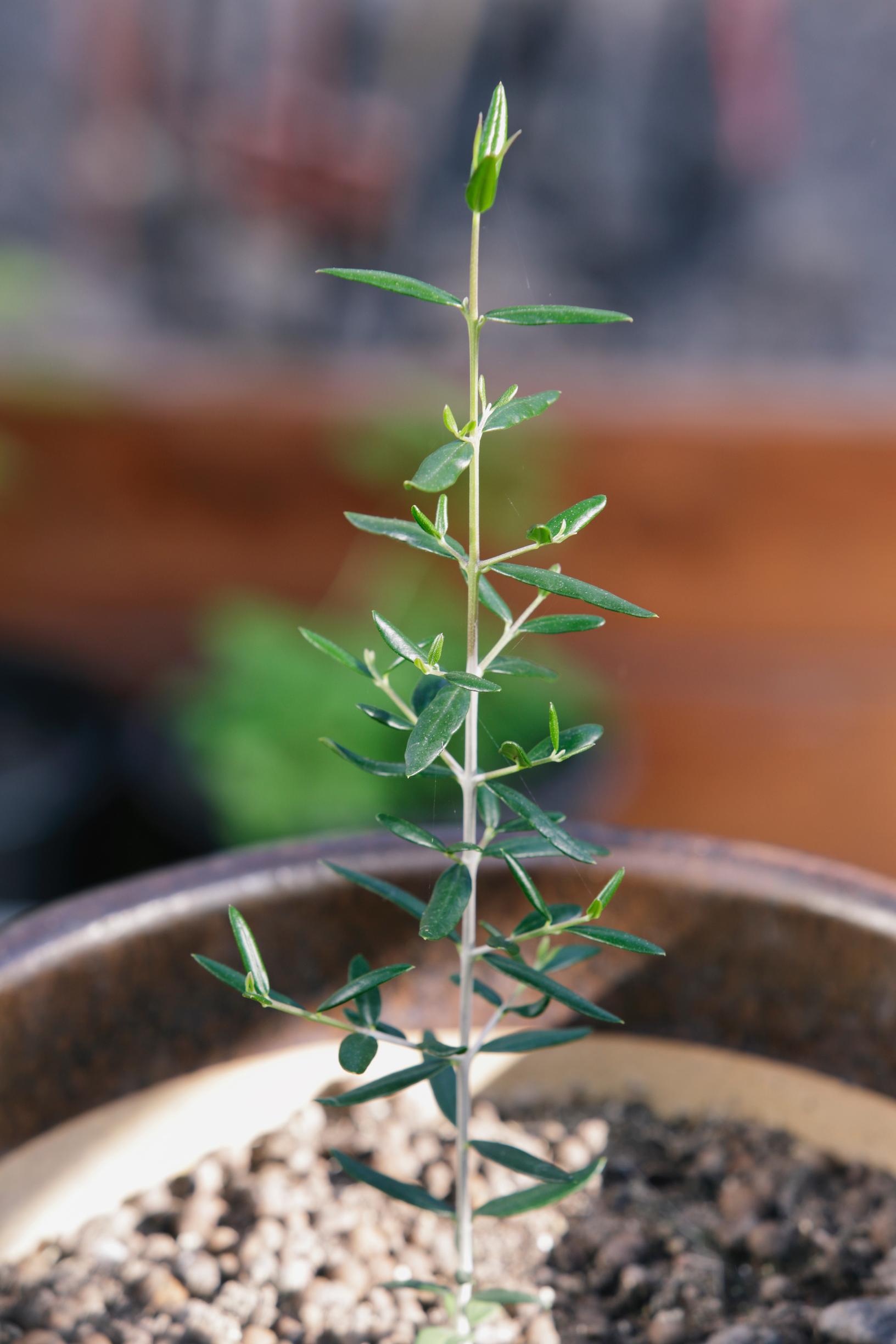 olive tree care