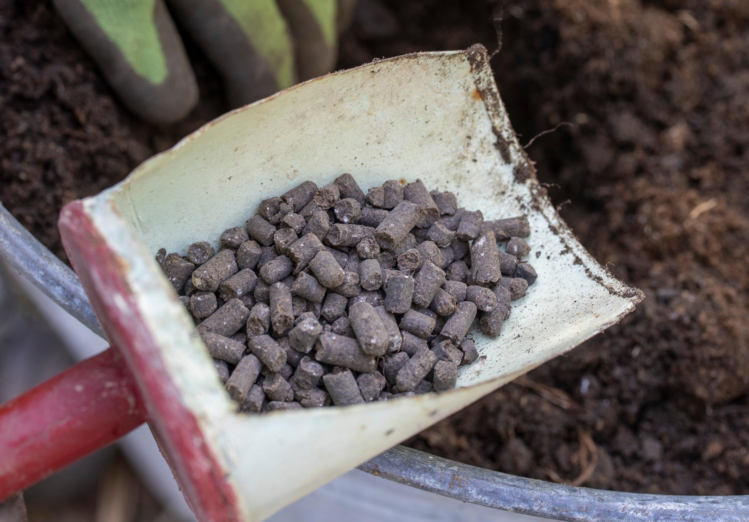 Growing zucchini in a pot or tub: reserve fertilization