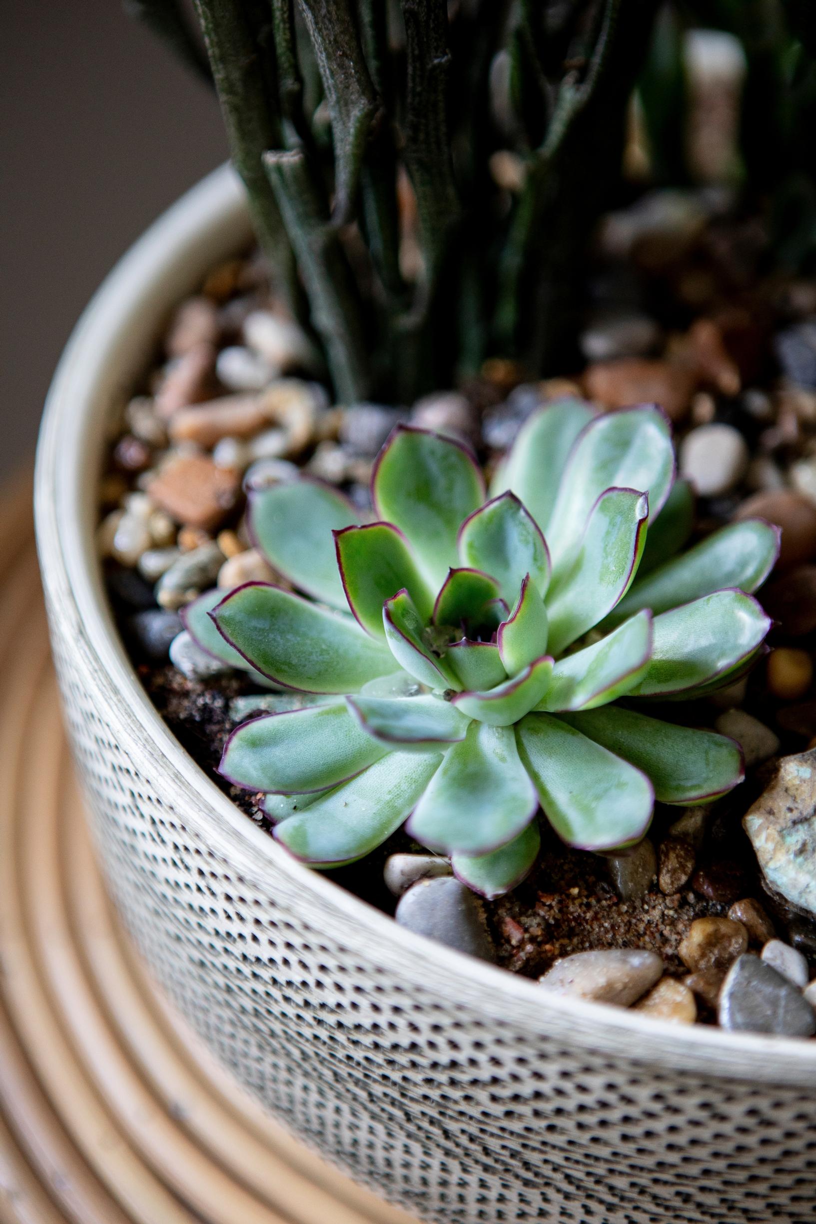 succulent houseplant