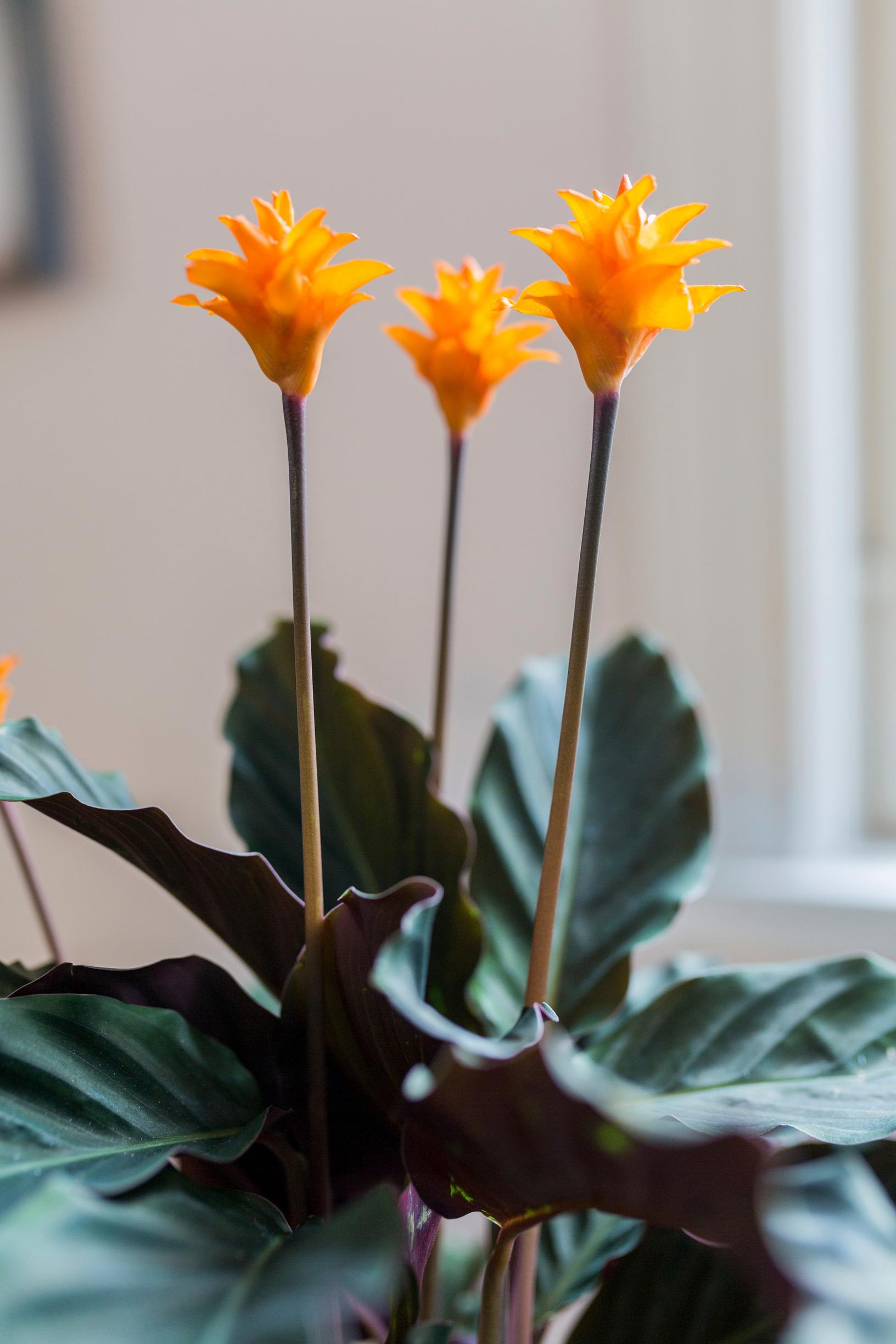 growing calathea