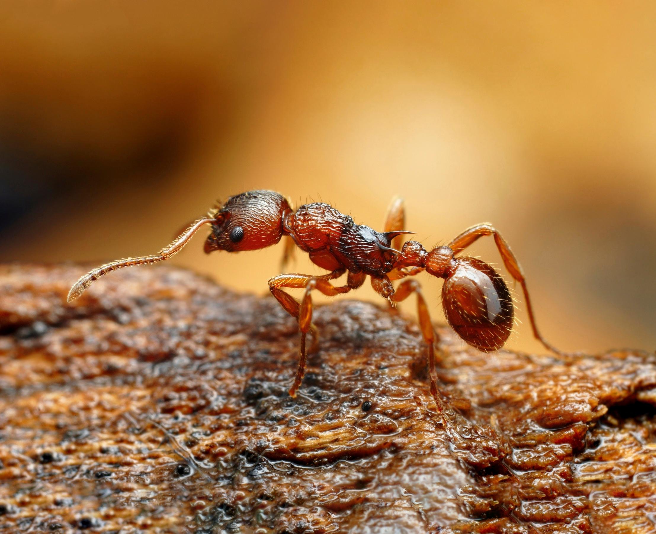 ant in close-up