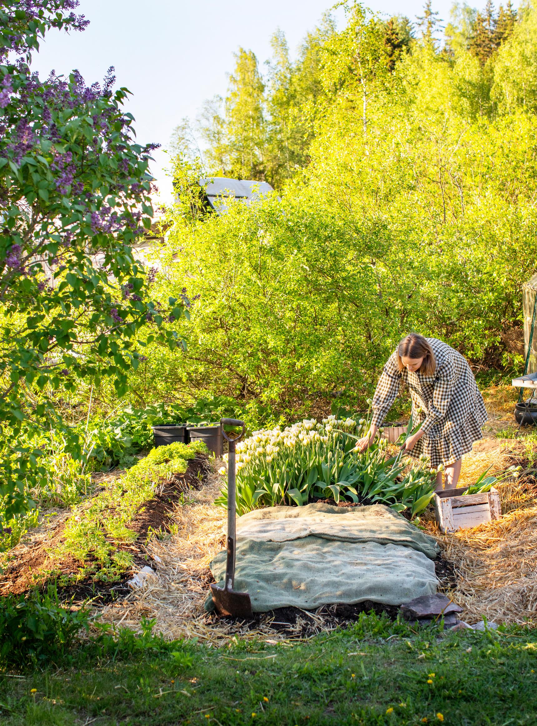 Tulip farming – growing cut tulips: Eeva-Maria Lampikari and tulips